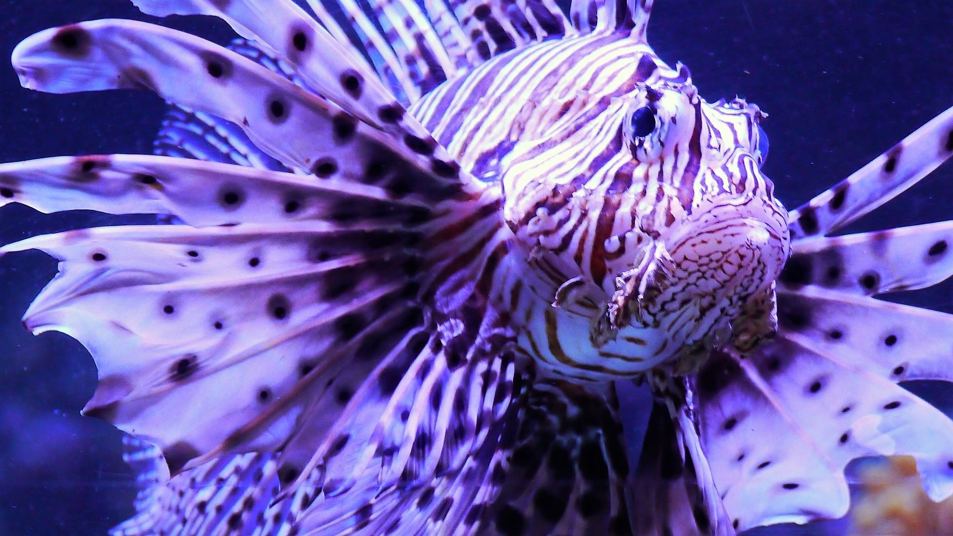 Pesce leone, Primo piano, Viola, Full HD, sfondo per portatile
