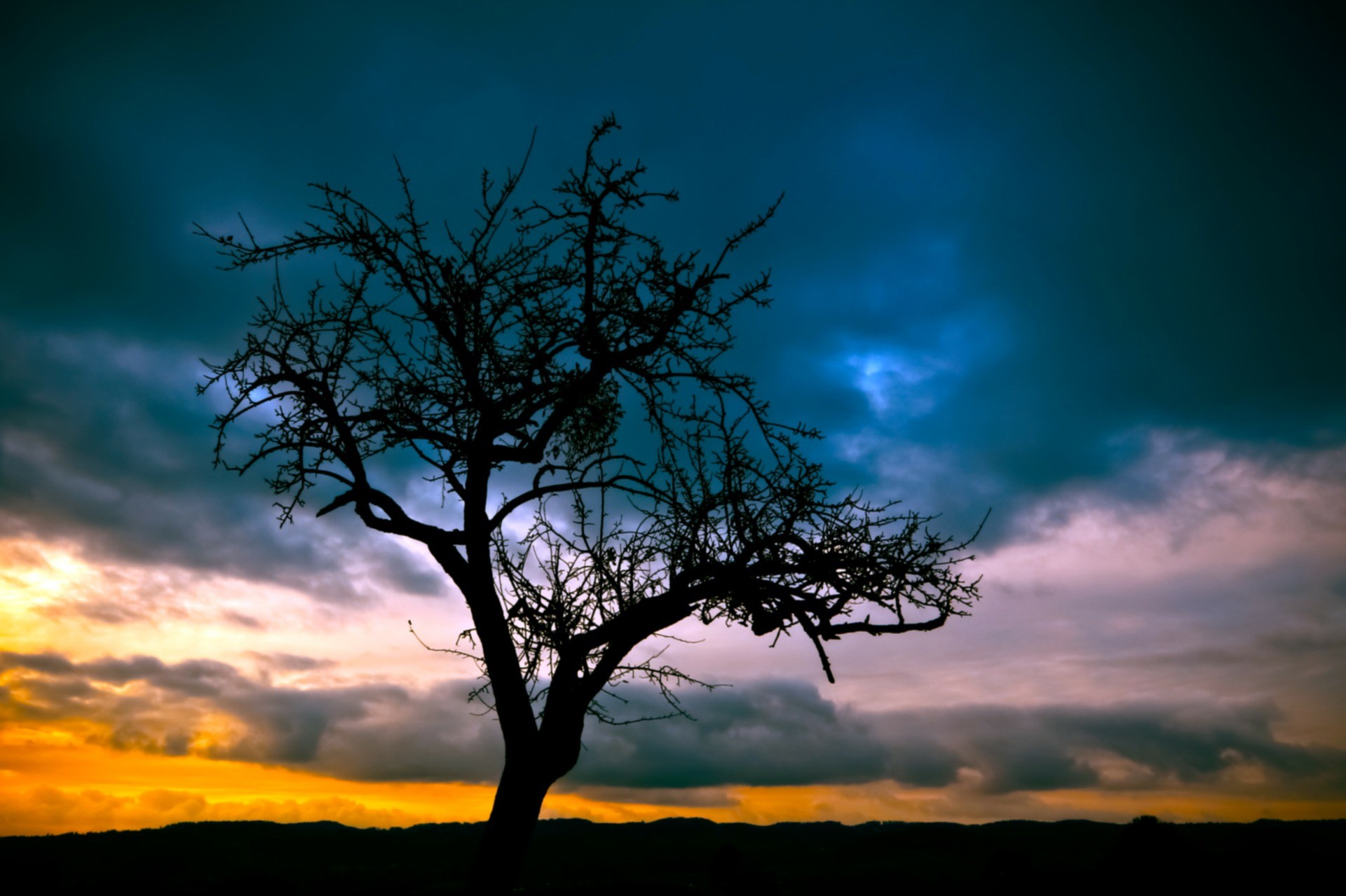 Albero spoglio, Silhouette, Tramonto, Cielo drammatico, Full HD, sfondo per portatile