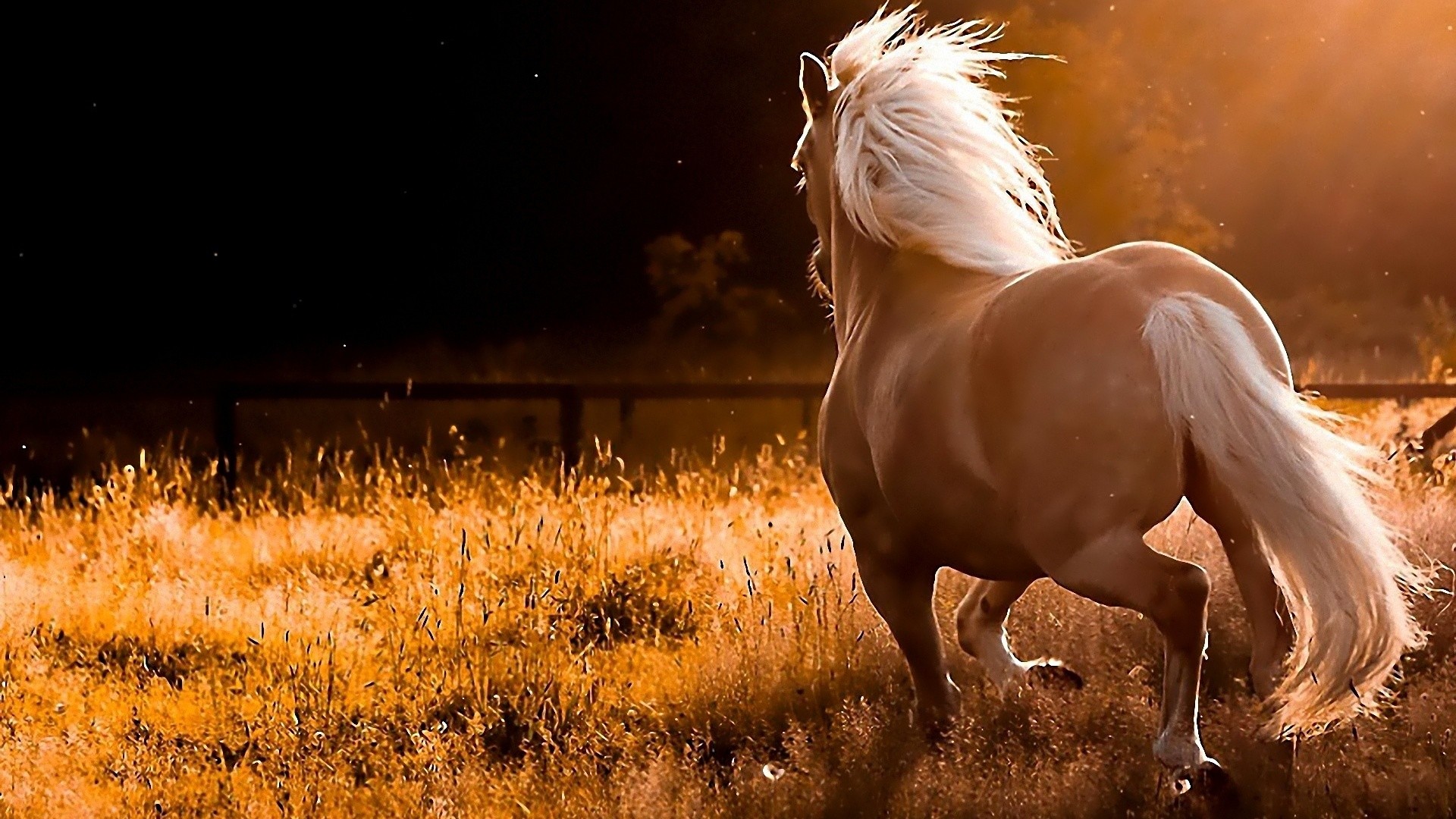 Palomino, Criniera, Erba dorata, Luce calda, Full HD, sfondo desktop