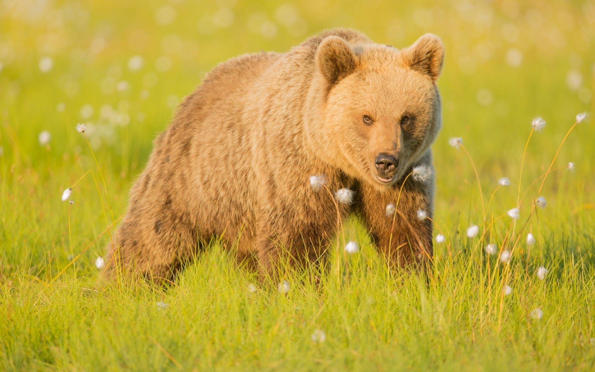 Orso bruno, Prato, Luce dorata, Erba alta, 1920x1200, sfondo MacBook Pro