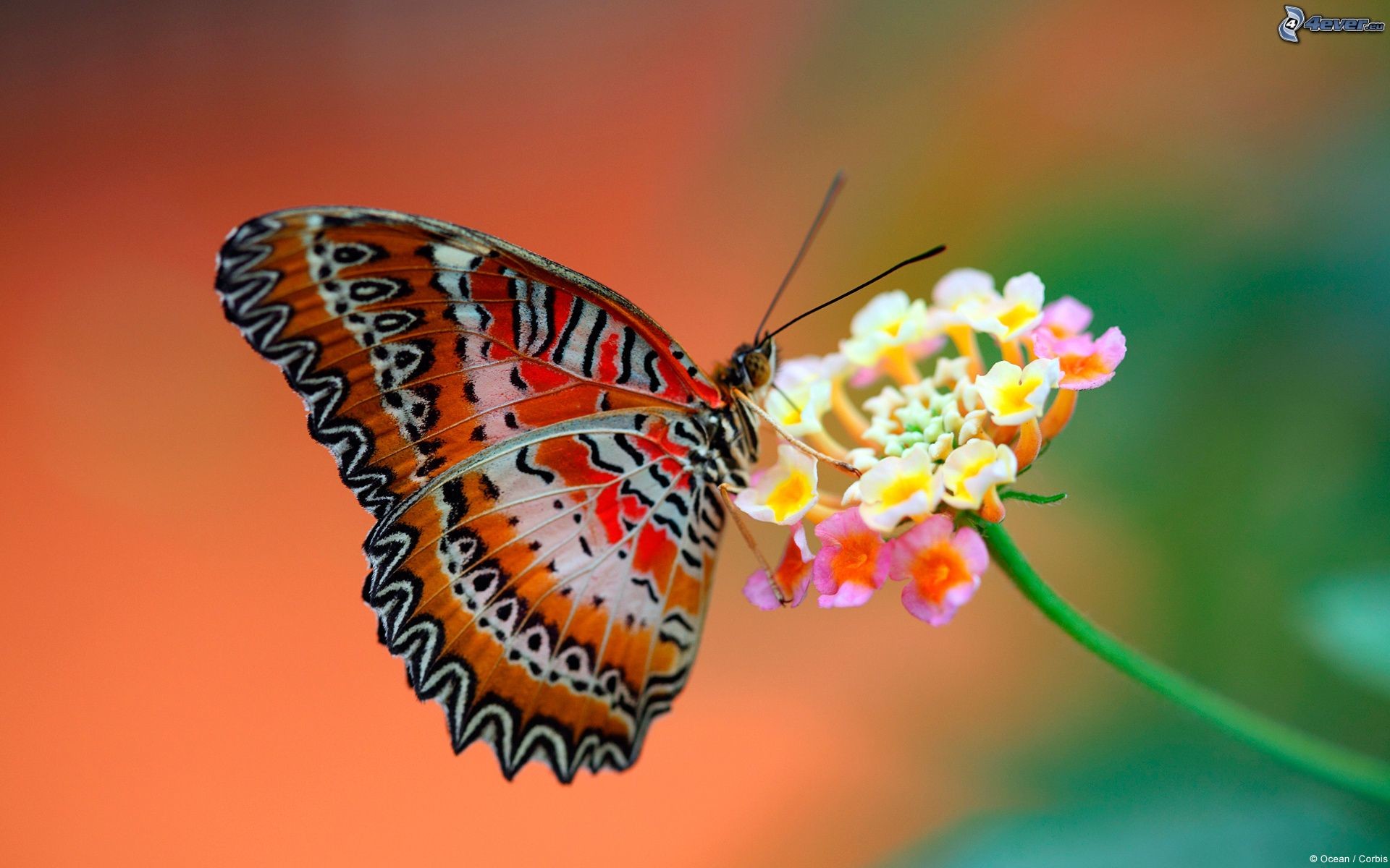 Farfalla, Lantana, Macro, Arancione, 16:10 Full HD, sfondo widescreen