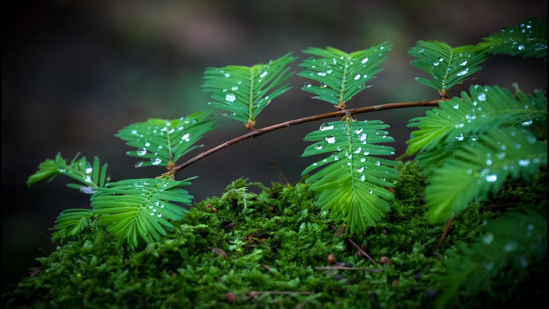 Felce, Gocce d'acqua, Muschio, Macro, Verde, Full HD 1080p, sfondo desktop
