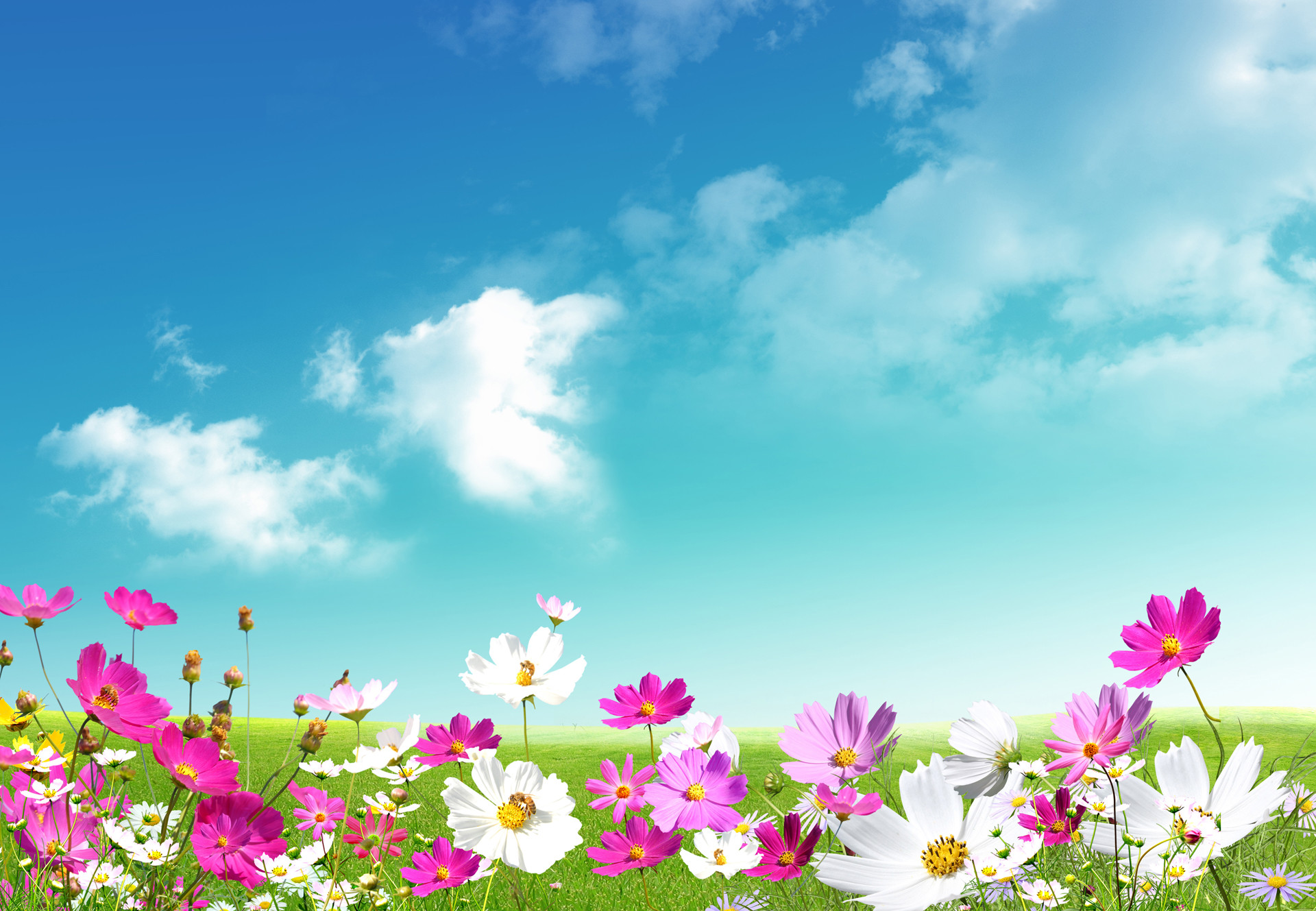 Cosmos, Prato, Cielo azzurro, Nuvole, Full HD, sfondo per PC e portatile