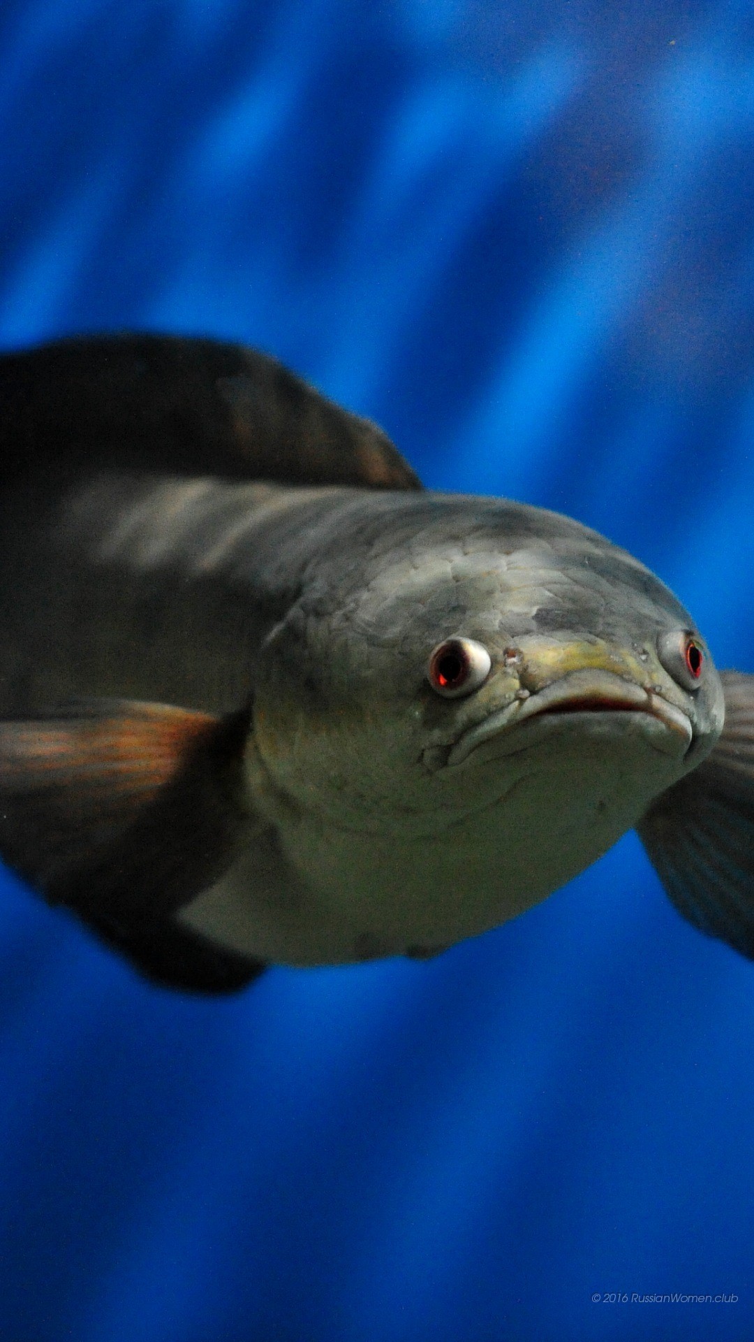Arowana, Pesce, Acqua, Blu, wallpaper per iPhone e Android