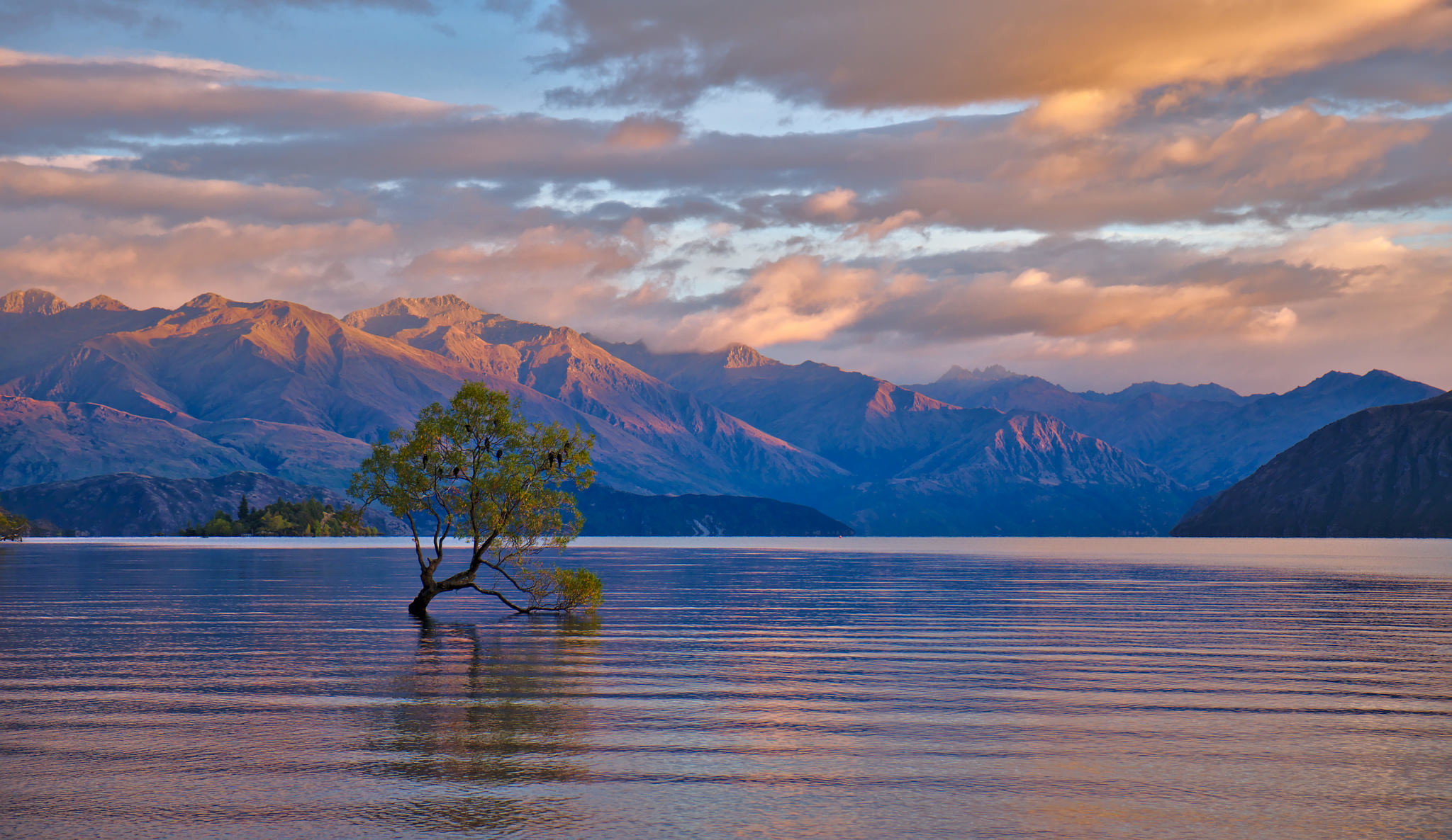 Albero di Wanaka, Lago Wanaka, Nuova Zelanda, Montagne, Tramonto, sfondo Windows 10