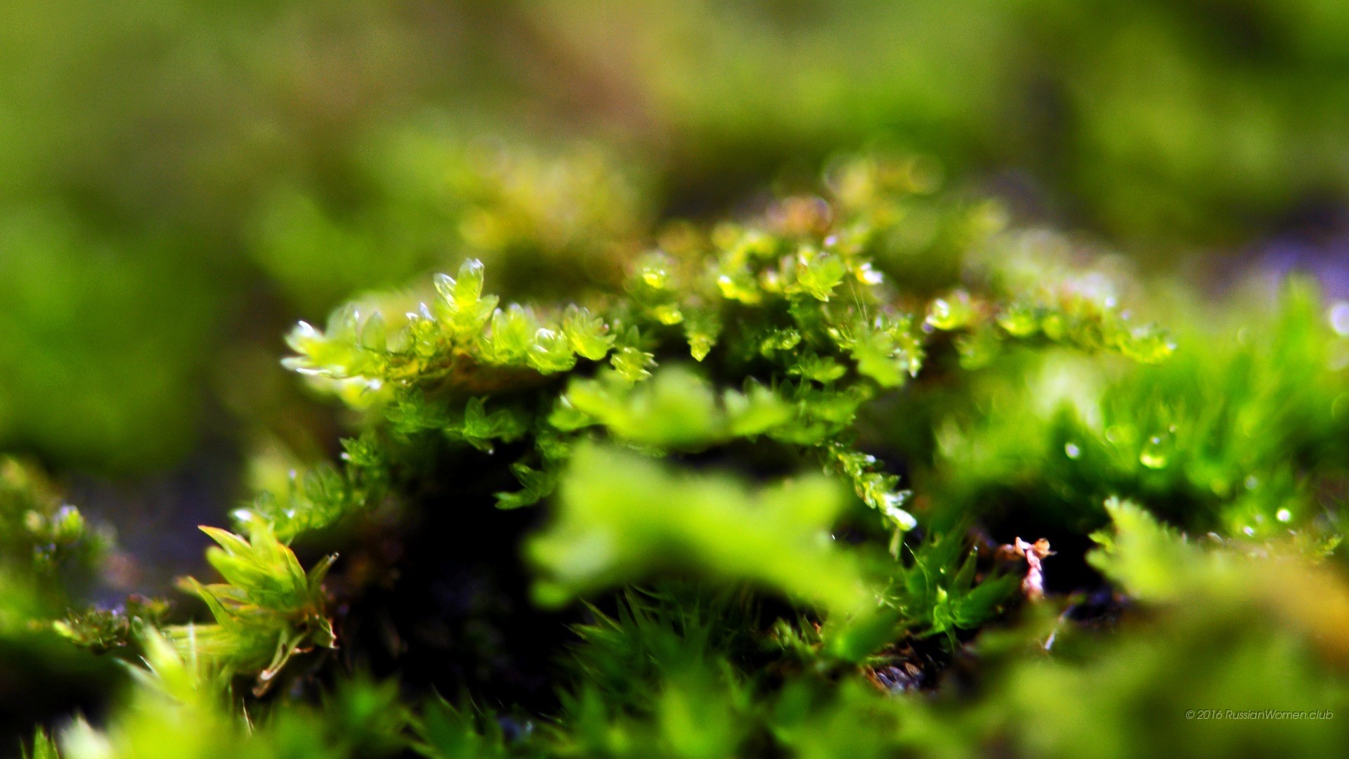 Muschio, Macro, Verde, Bokeh, Full HD, sfondo desktop