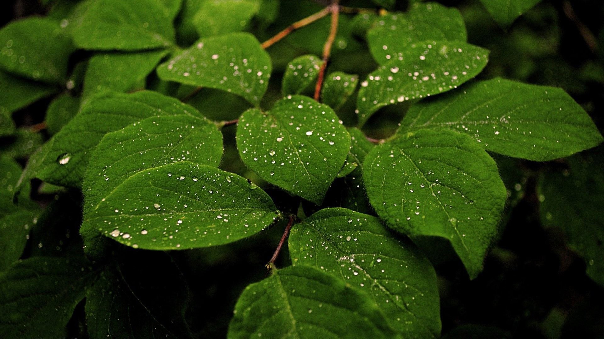 Gocce di pioggia, Foglie, Verde, Full HD, wallpaper per PC