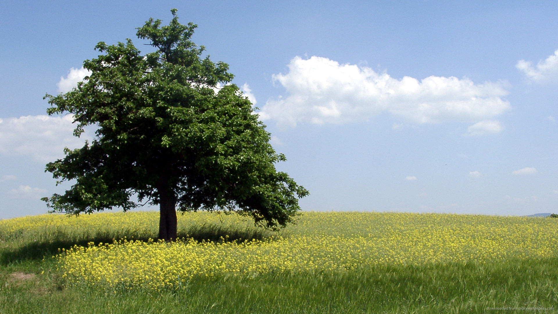 Albero, Prato, Nuvole, Estate, Full HD, sfondo per PC