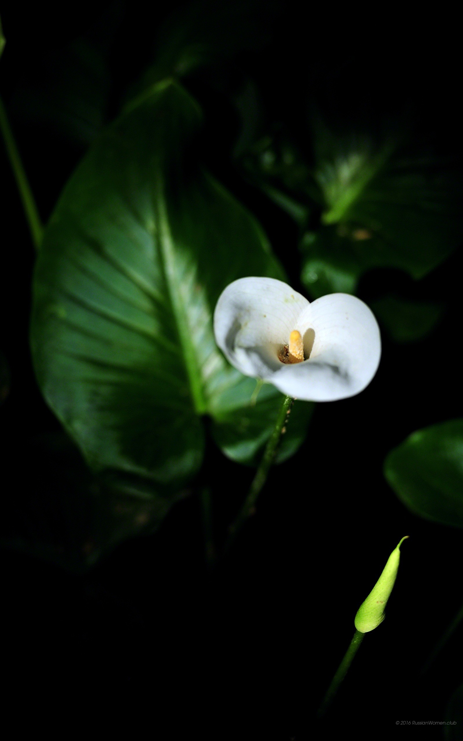 Calla, Fiore bianco, Sfondo nero, wallpaper per cellulare