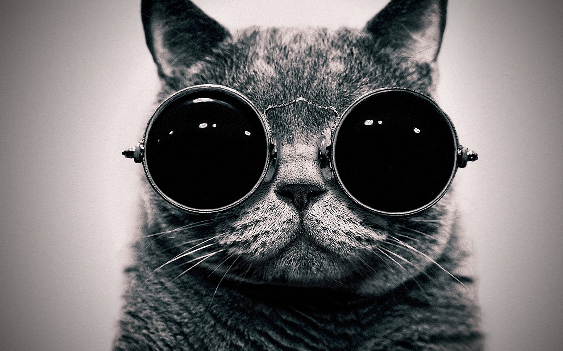 Gatto, Occhiali da sole, Bianco e nero, Full HD, sfondo per il tuo desktop
