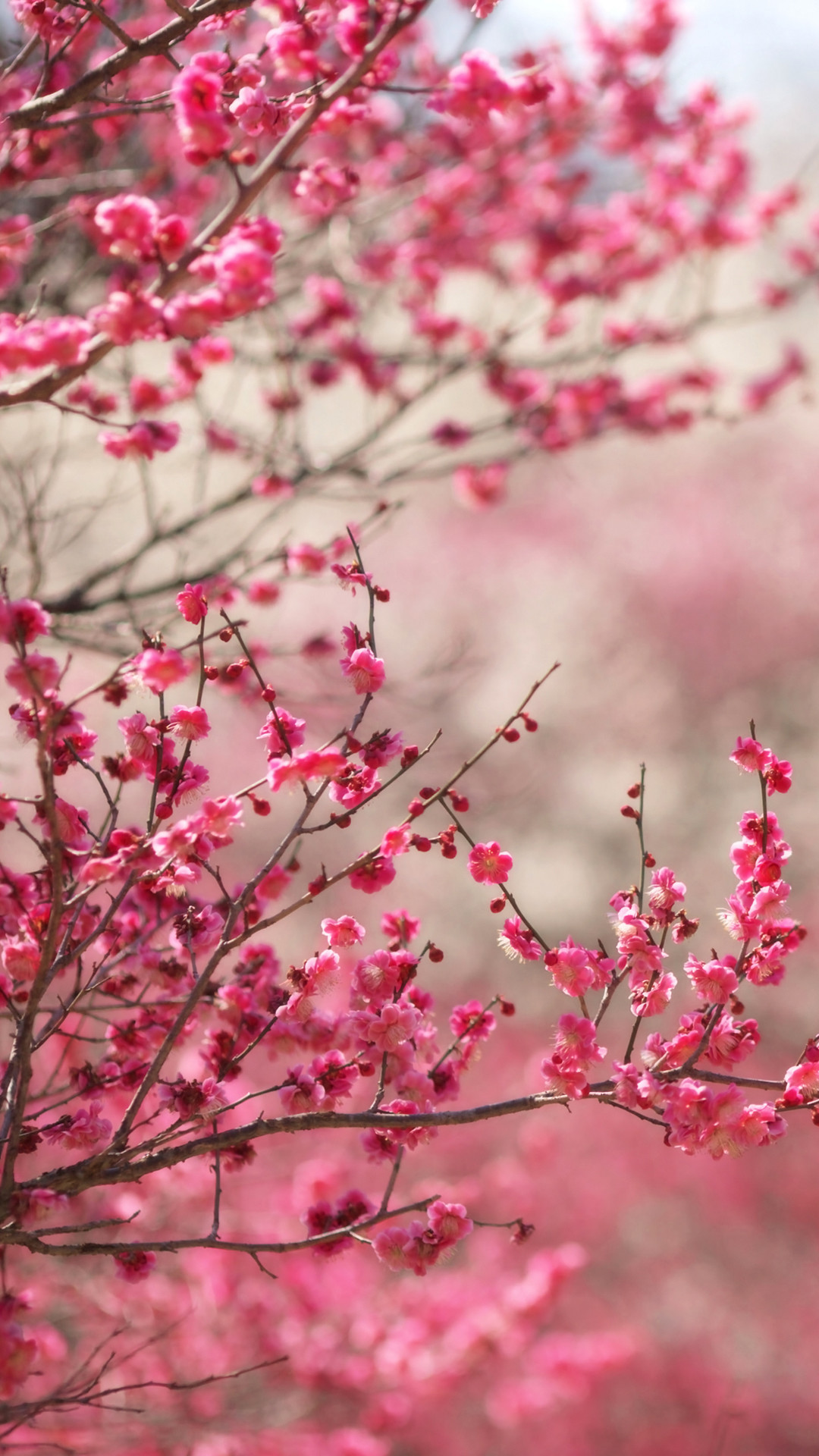 Fiori di pesco, Rami fioriti, Rosa, Primavera, Full HD, sfondo verticale per cellulare