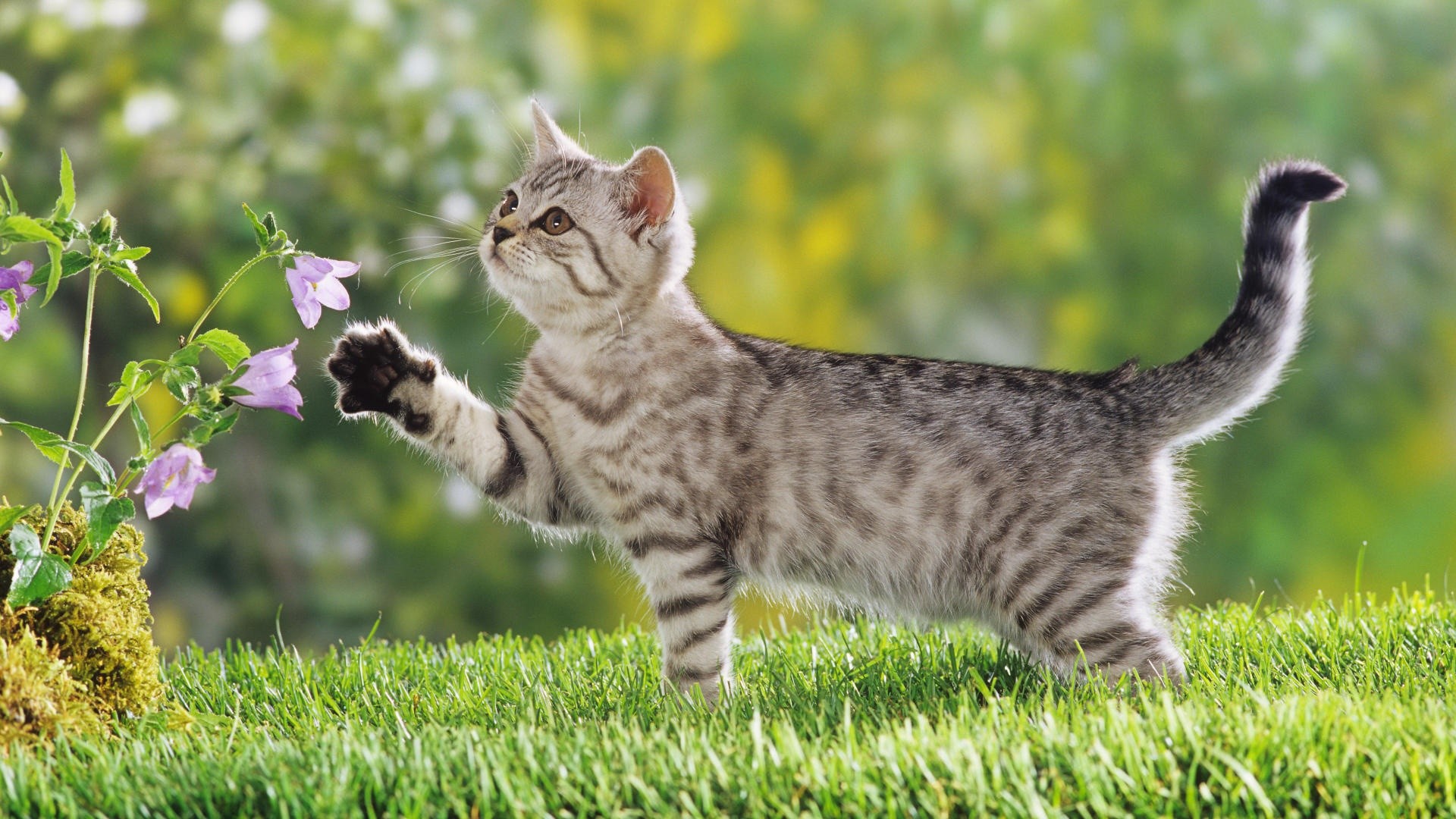 Gattino tigrato, Prato, Fiori, Gioco, Full HD, sfondo per portatile