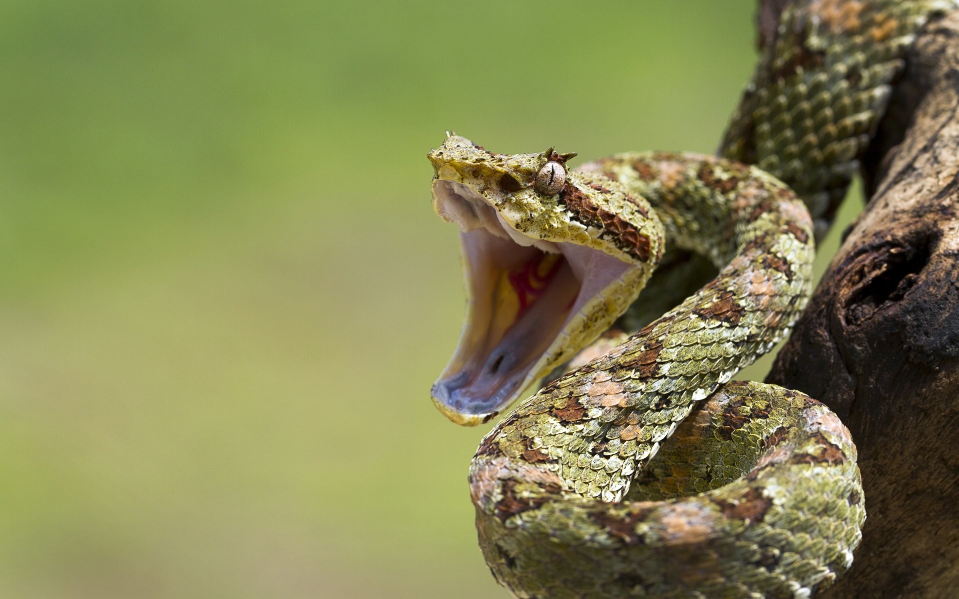 Vipera, Bocca aperta, Zanne, Rettile, 1920x1200, immagine di sfondo