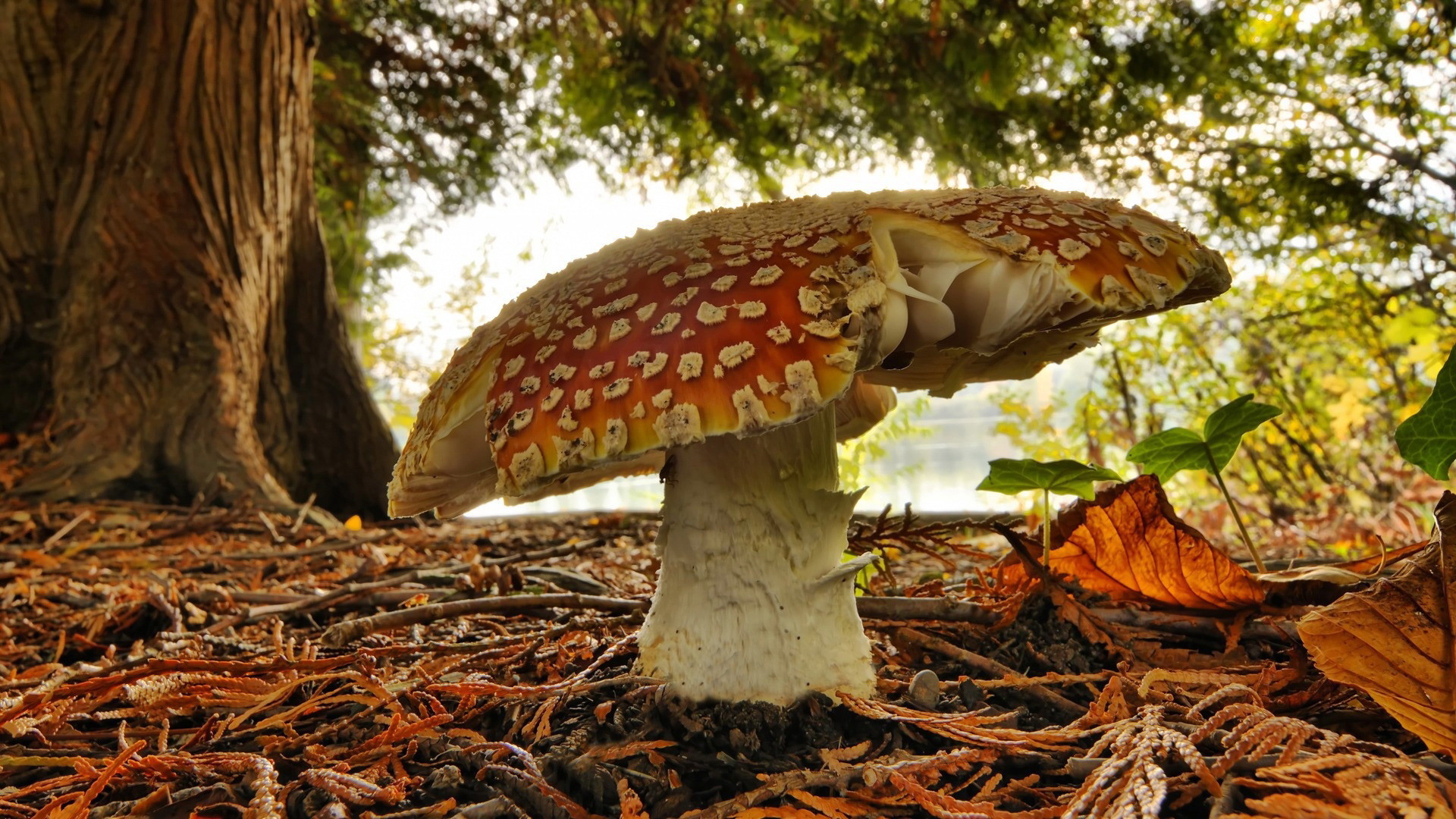 Amanita muscaria, Fungo, Foresta, Foglie, Prospettiva dal basso, sfondo desktop