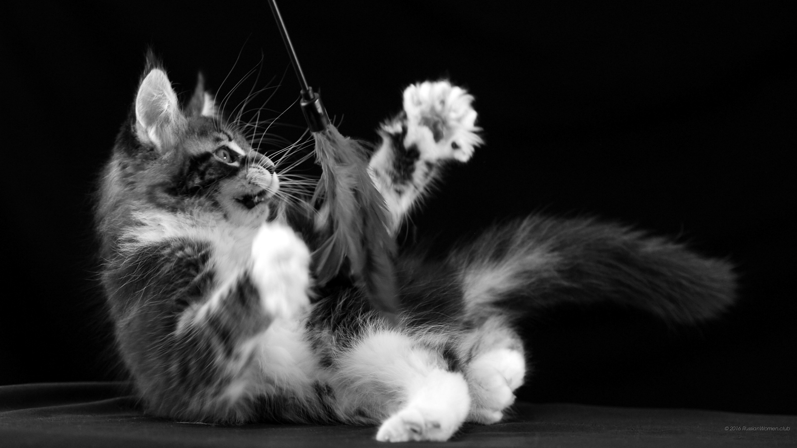 Gattino, Gatto a pelo lungo, Bianco e nero, Gioco, Sfondo nero, 2K, wallpaper per computer