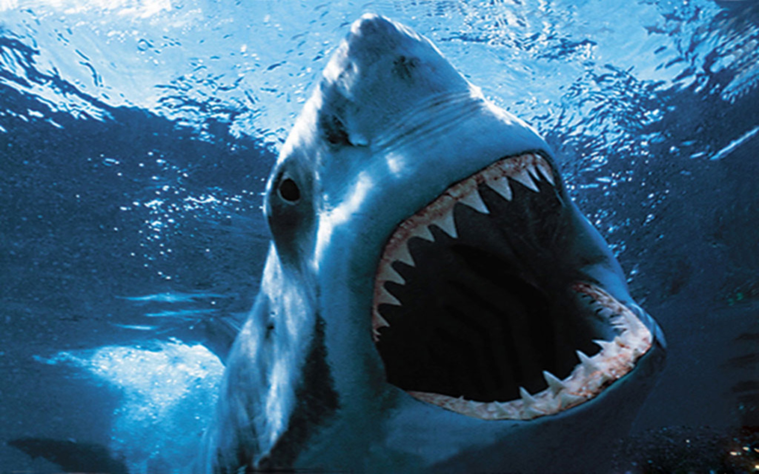 Squalo bianco, Fauci aperte, Denti, Superficie dell'acqua, 2K, sfondo per PC