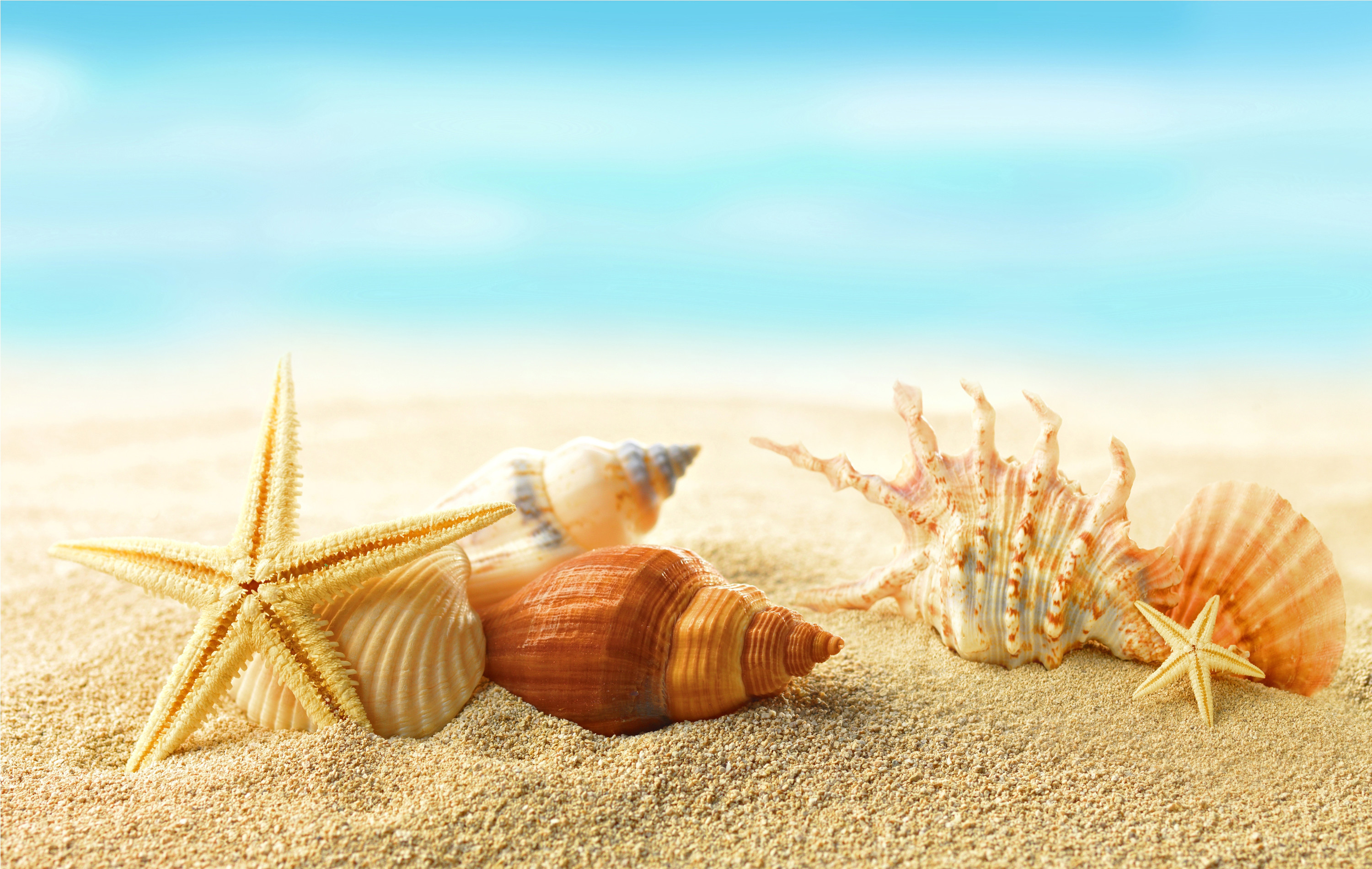 Stelle marine, Conchiglie, Spiaggia, Estate, 2K, sfondo Windows 11
