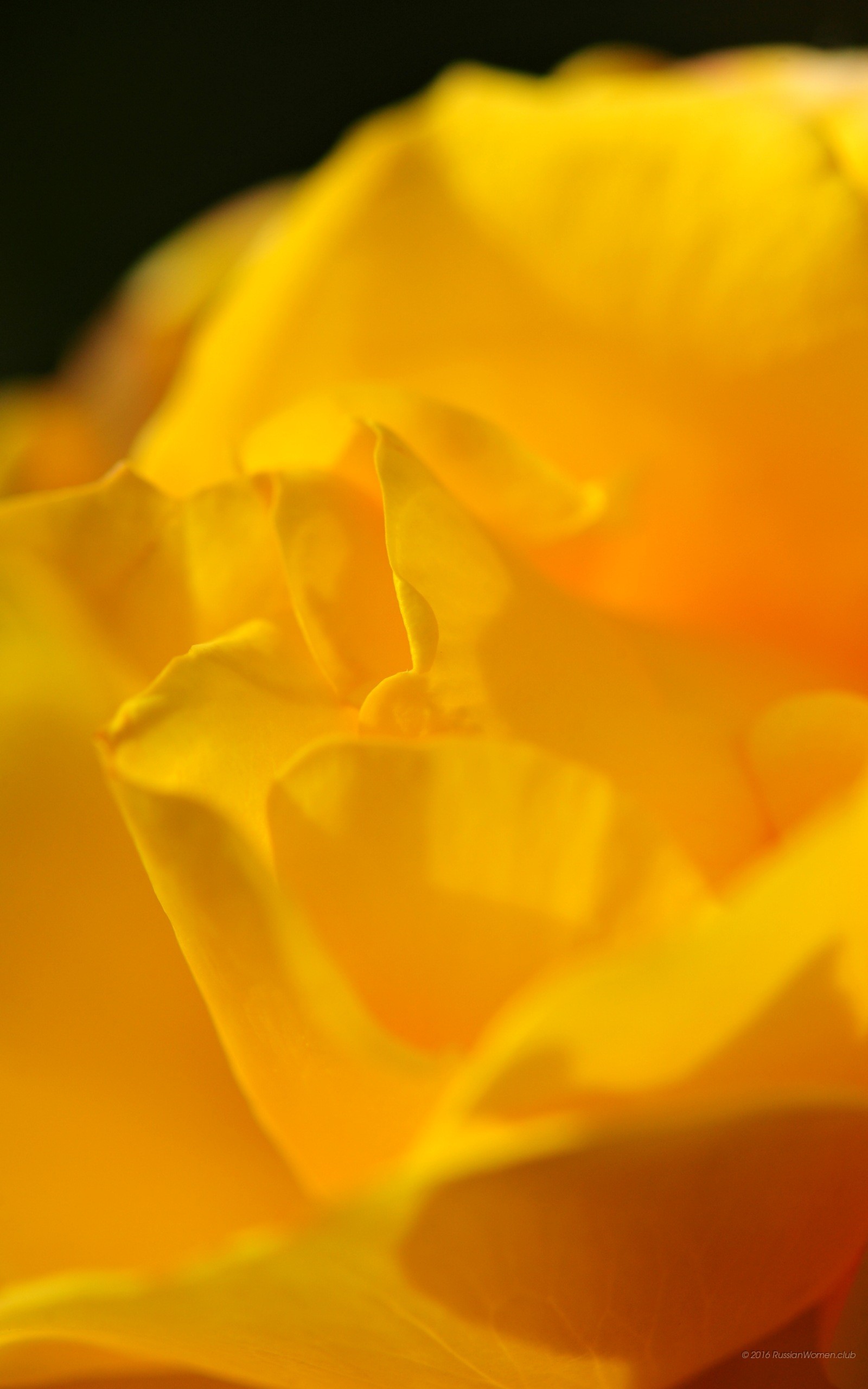Fiore giallo, Petali, Primo piano, QHD+, sfondo verticale per cellulare