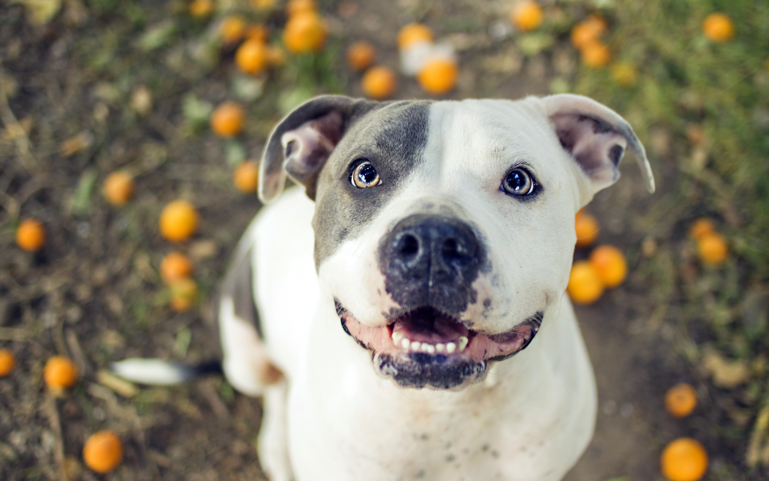 Pit bull, Sorriso, Ritratto, 2K, sfondo desktop