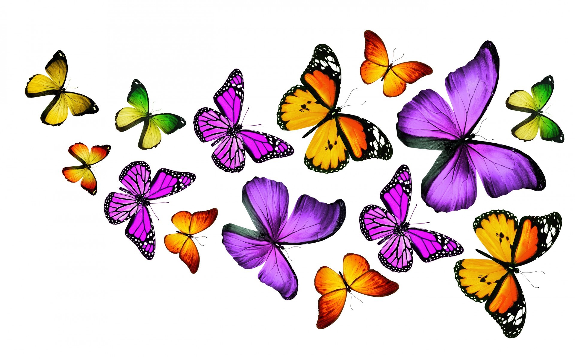 Farfalle, Illustrazione, Colori vivaci, Sfondo bianco, 1920x1200, wallpaper desktop