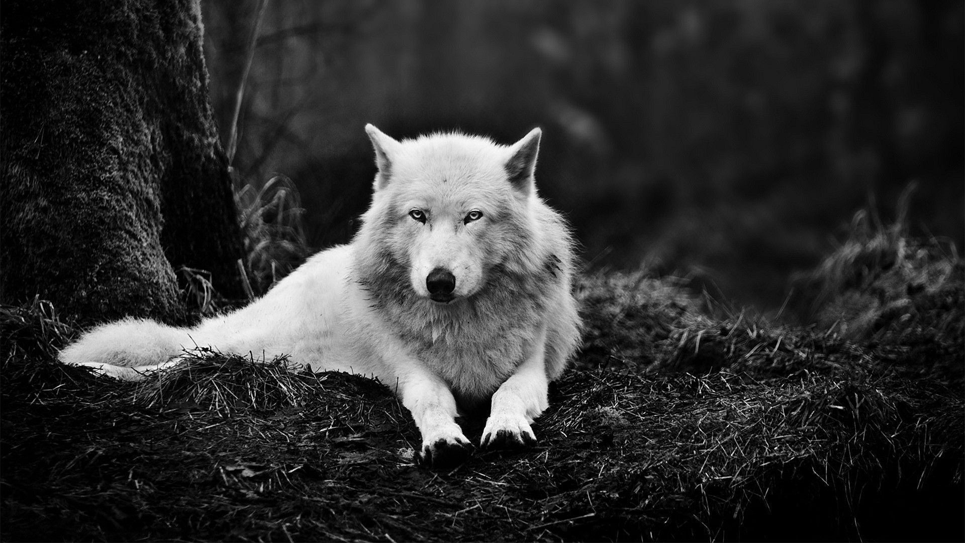 Lupo bianco, Foresta, Bianco e nero, Full HD, sfondo per PC