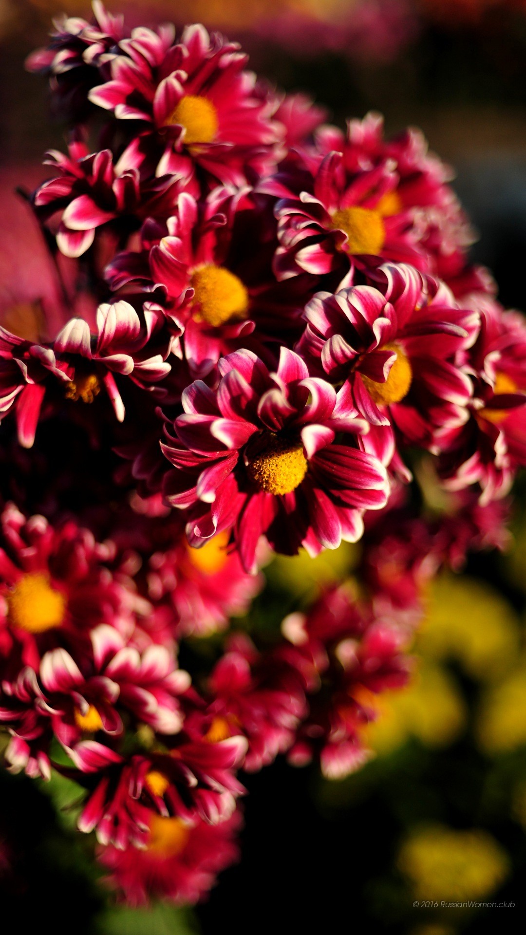 Crisantemi, Fiori rossi, Macro, wallpaper Huawei