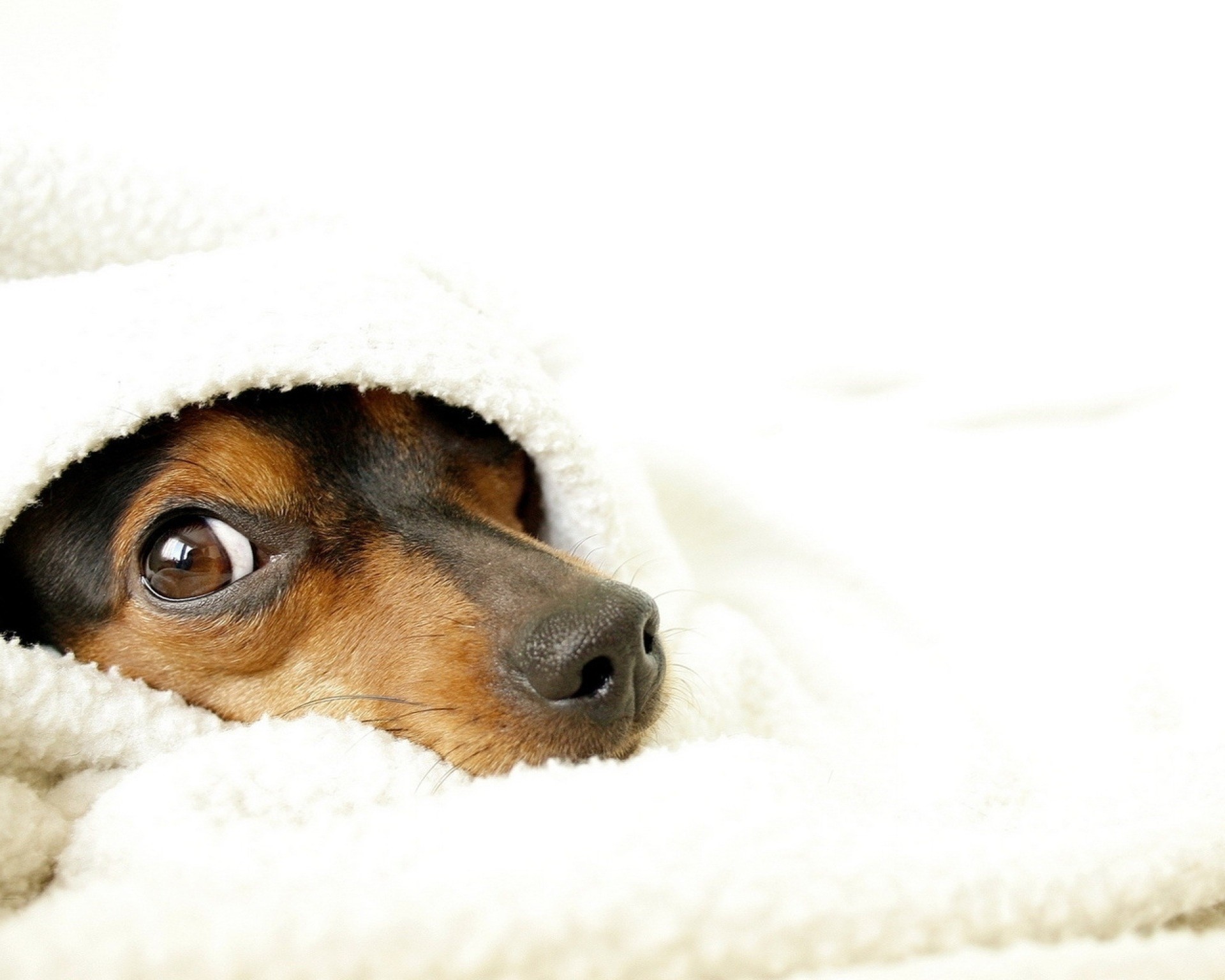 Pinscher, Coperta, Sfondo bianco, Full HD, wallpaper per portatile