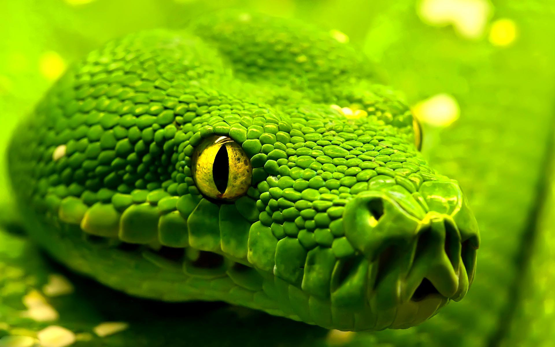 Pitone verde arboricolo, Occhio giallo, Verde, Macro, 1920x1200, immagine di sfondo