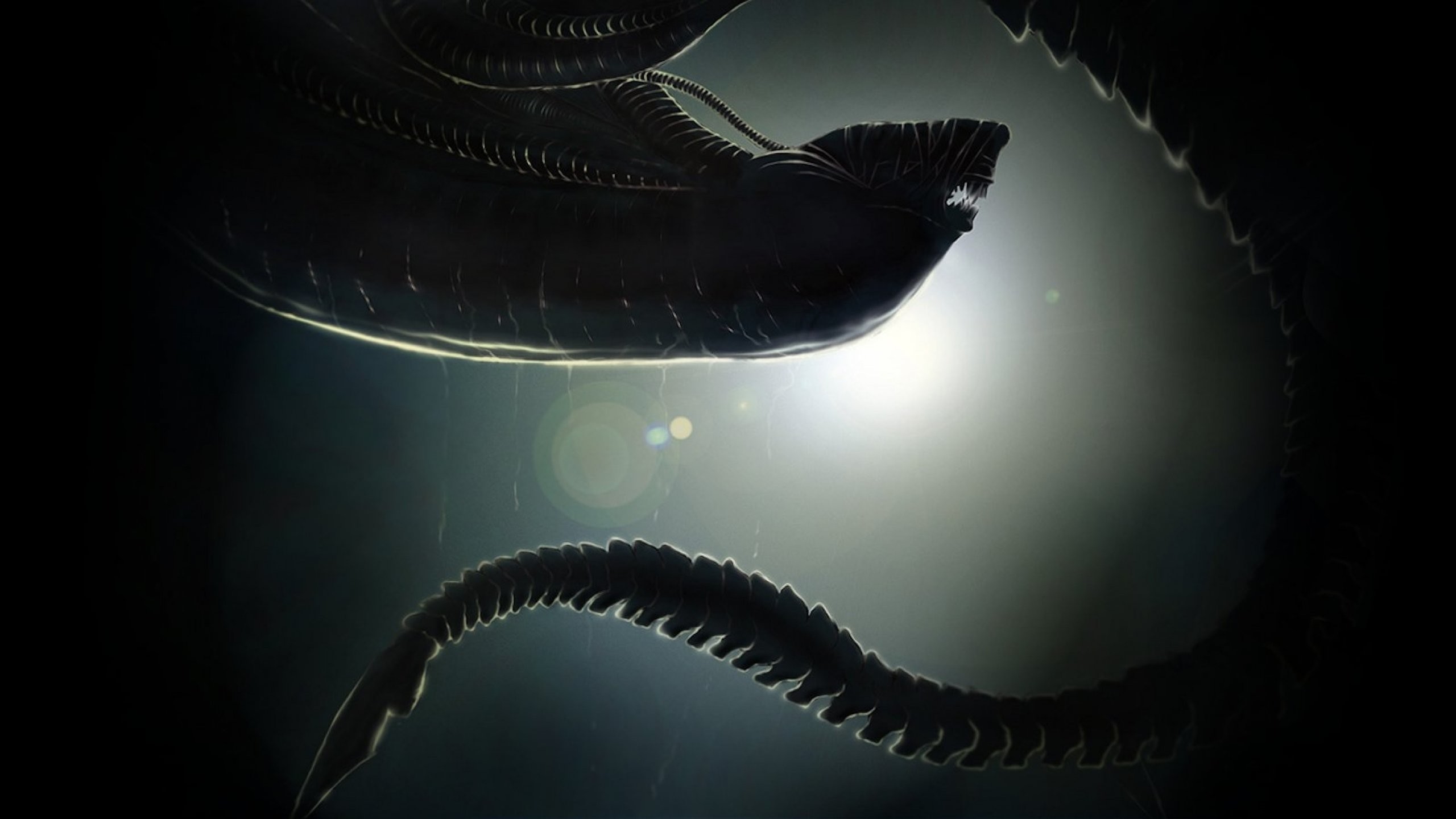 Xenomorfo, Alien, Coda, Controluce, 2560x1440, sfondo per PC