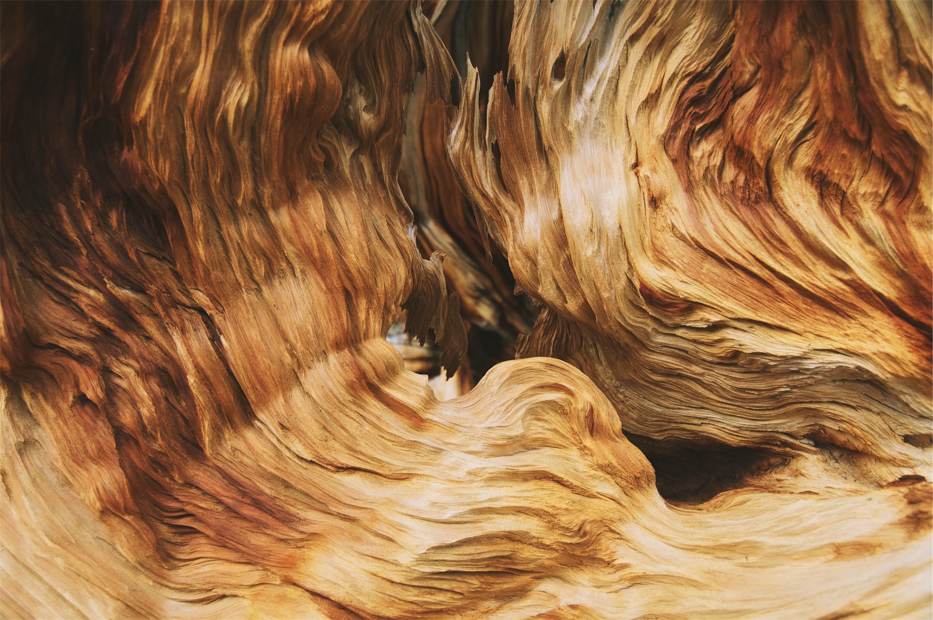 Venature ondulate, Legno levigato, Macro, Full HD, sfondo per portatile