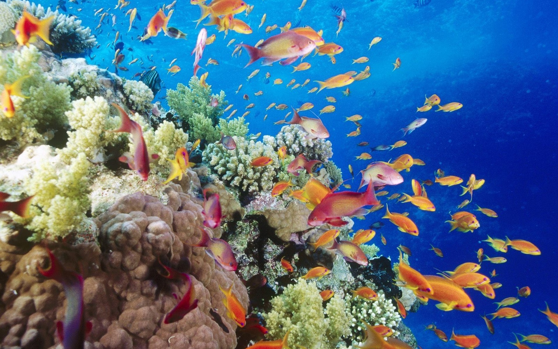 Barriera corallina, Pesci tropicali, Anthias, Sott'acqua, 1920x1200, sfondo per PC