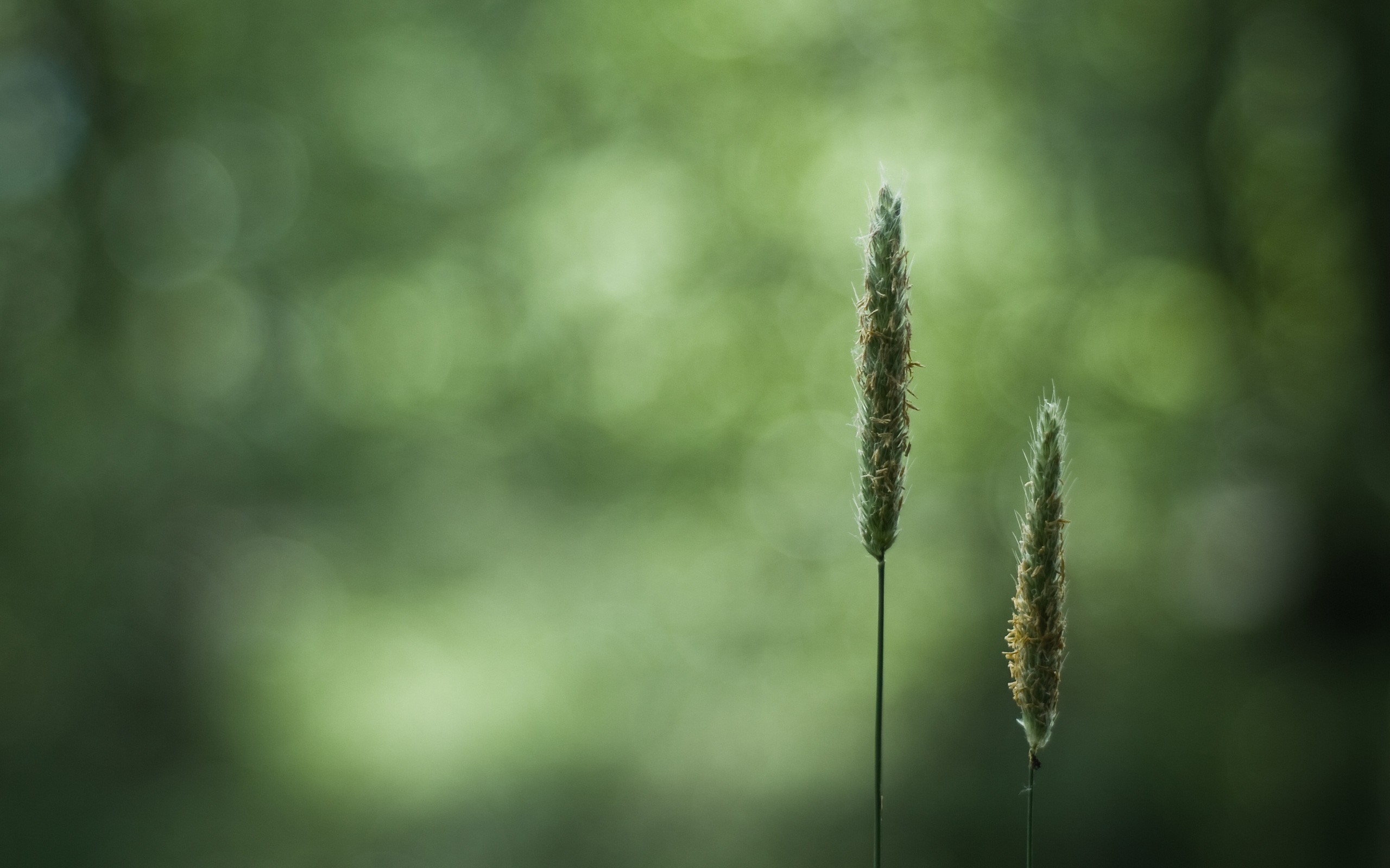 Spighe, Bokeh, Verde, Profondità di campo, 2K, sfondo per portatile