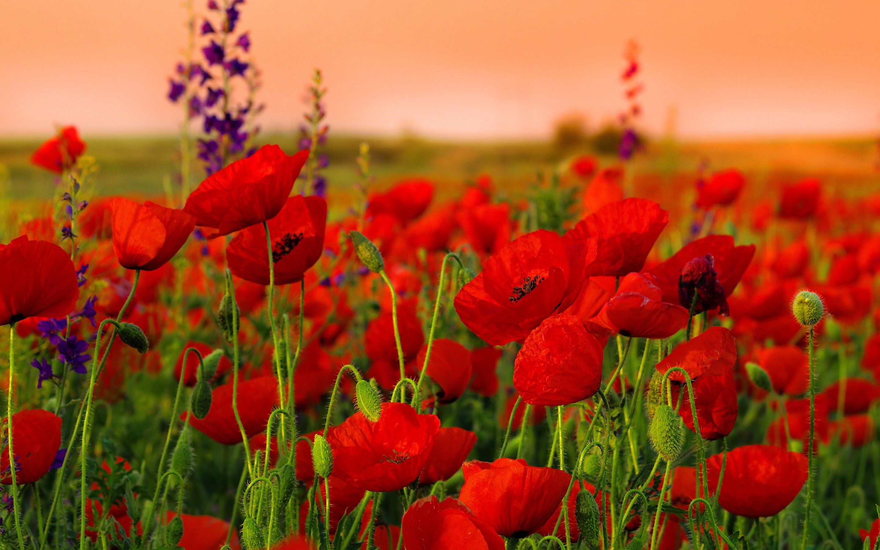 Papaveri, Campo, Tramonto, Fiori rossi, 2880x1800, immagine di sfondo