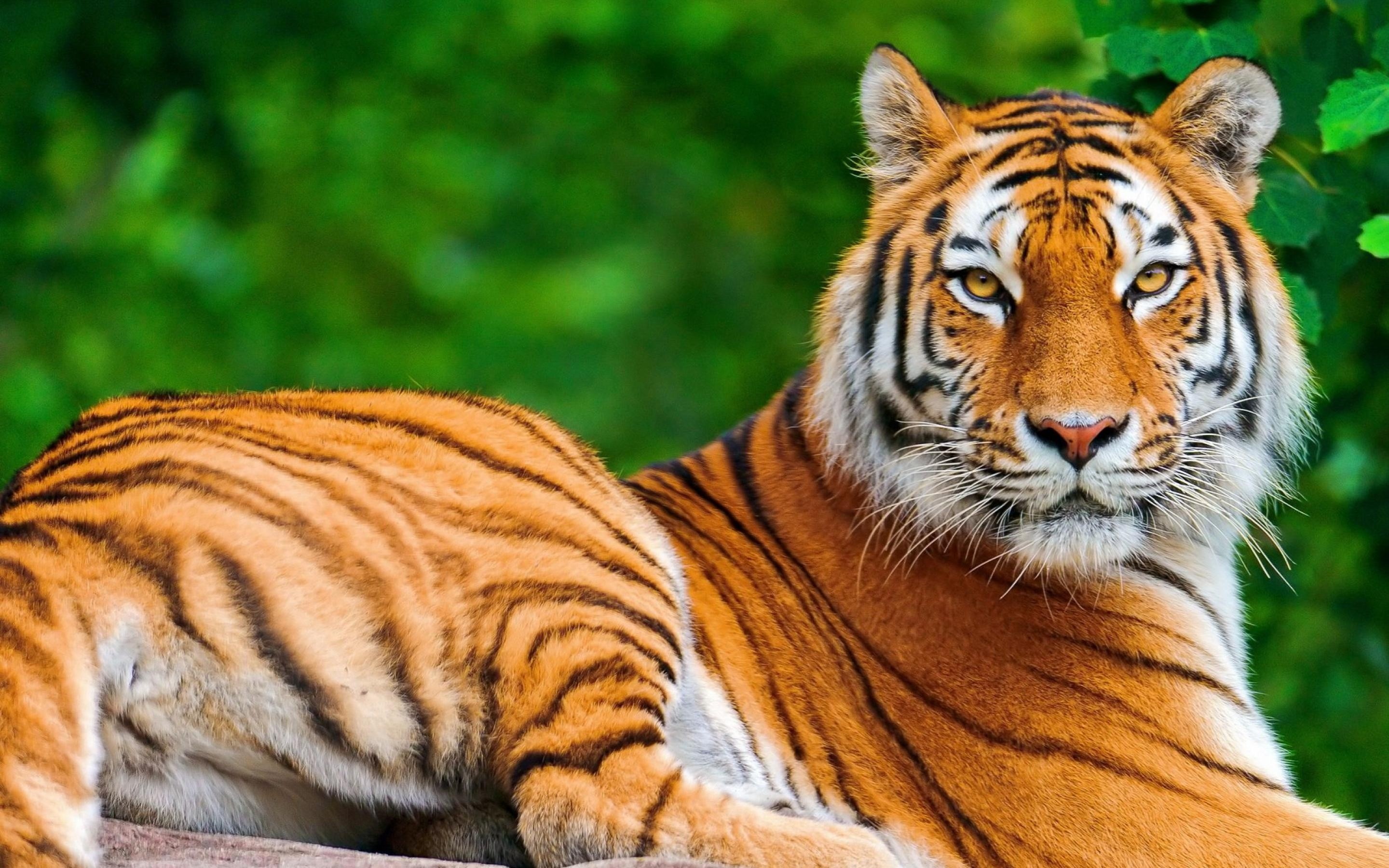 Tigre, Foresta, Sdraiata, Verde, 2K, sfondo desktop