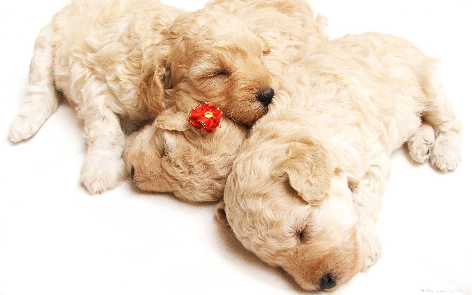 Cuccioli, Barboncino, Dormire, 16:10 Full HD, sfondo widescreen