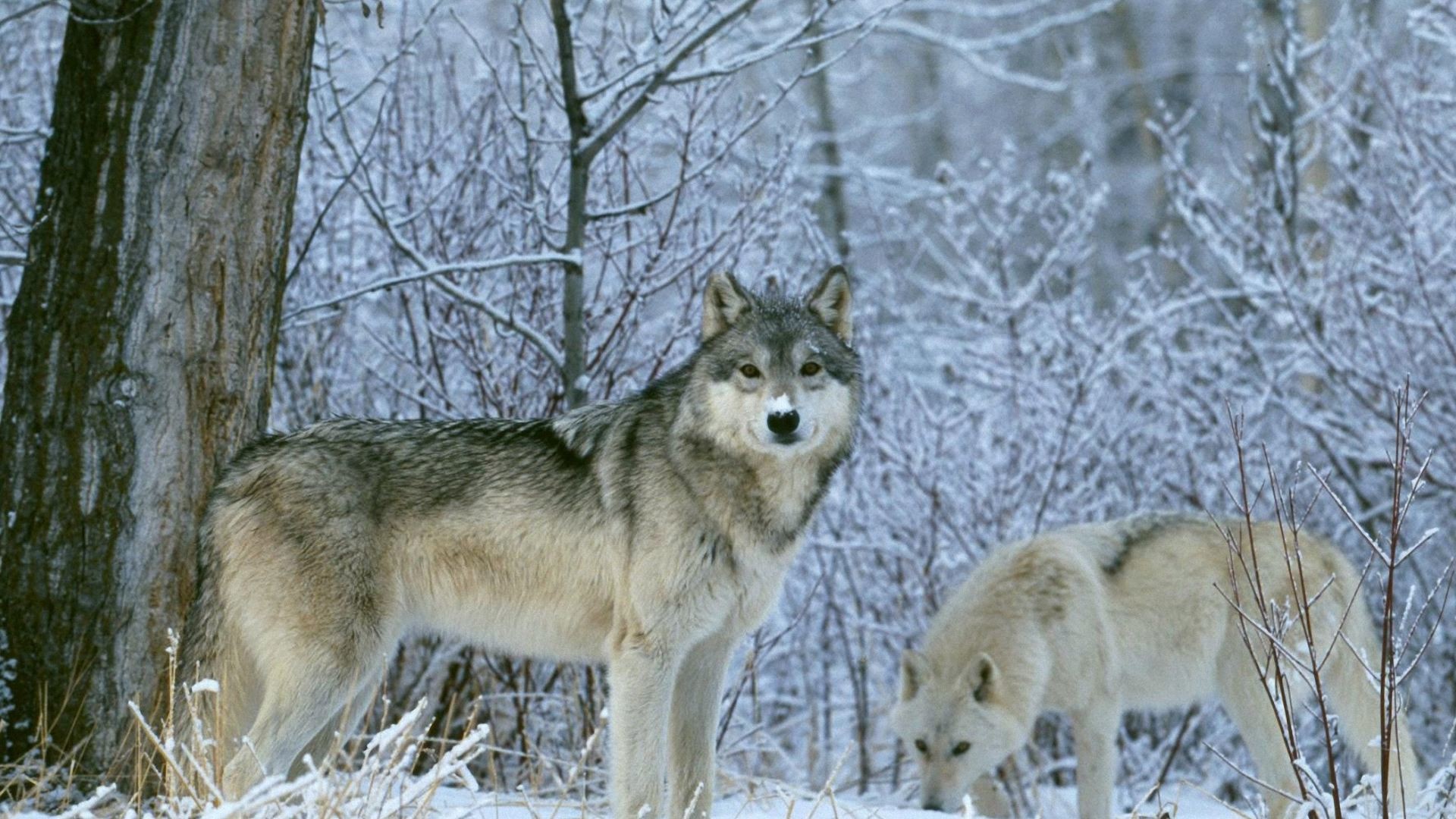 Lupi grigi, Coppia, Foresta innevata, Full HD, sfondo per PC e portatile