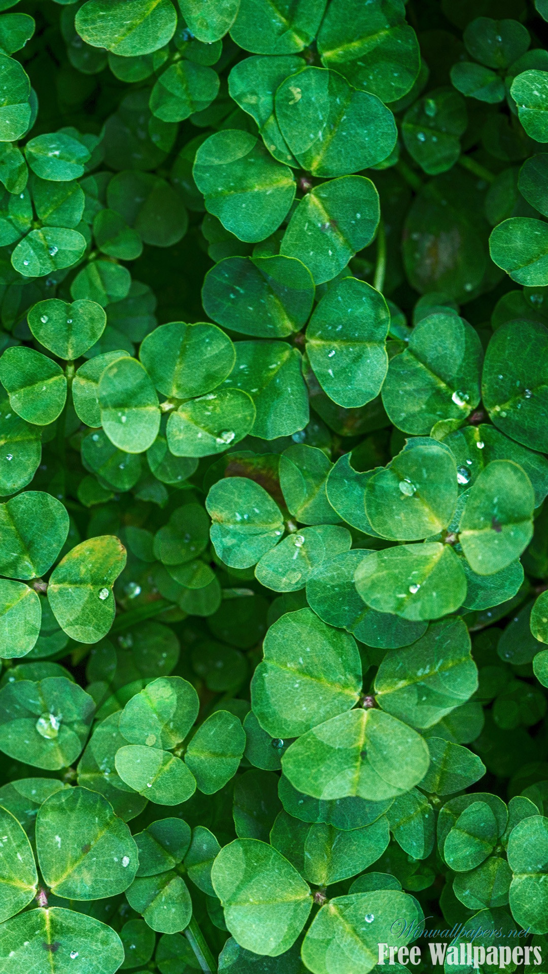 Trifogli, Foglie, Verde, sfondo iPhone 7