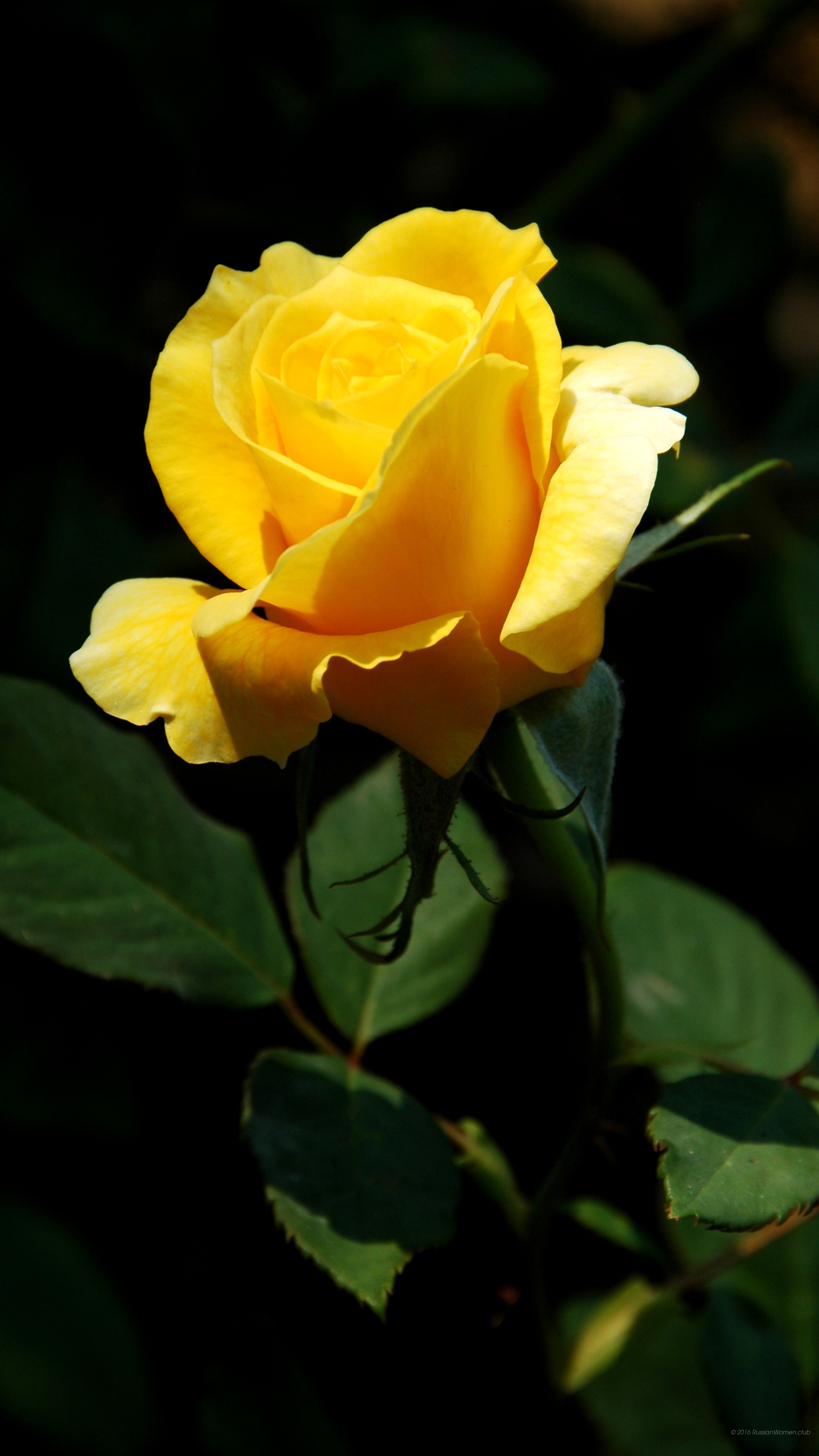 Rosa gialla, Sfondo nero, wallpaper per cellulare