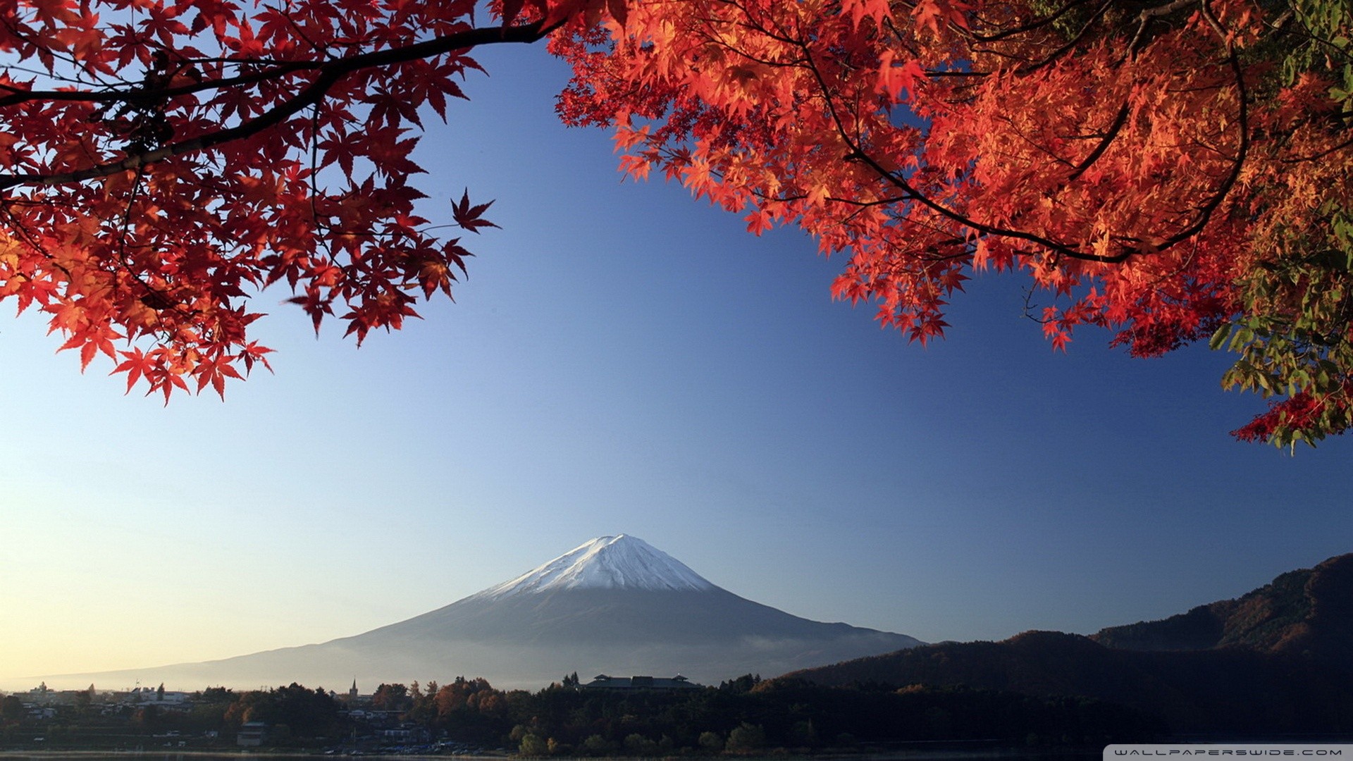 Monte Fuji, Giappone, Aceri rossi, Autunno, Cielo blu, Full HD, sfondo Windows 11