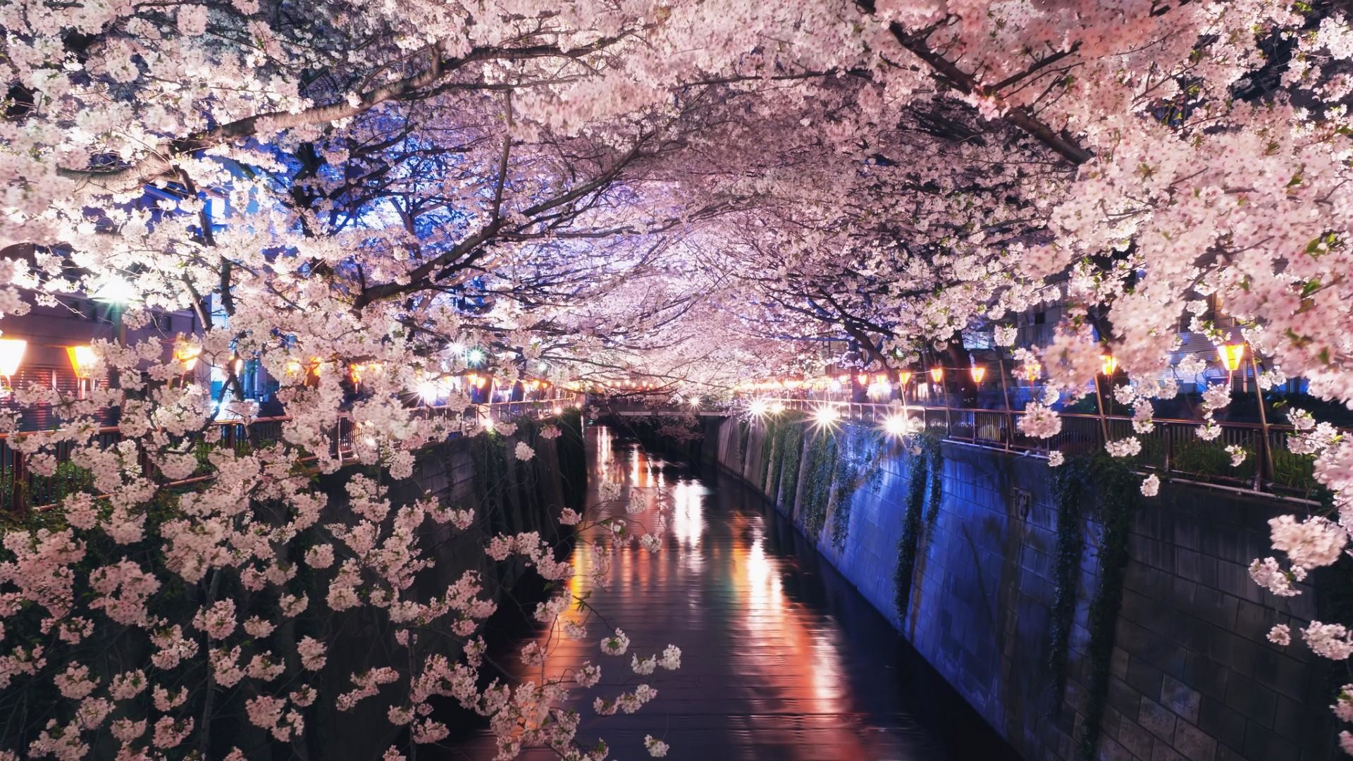 Fiume Meguro, Ciliegi in fiore, Sakura, Tokyo, Giappone, Notte, immagine di sfondo iPhone