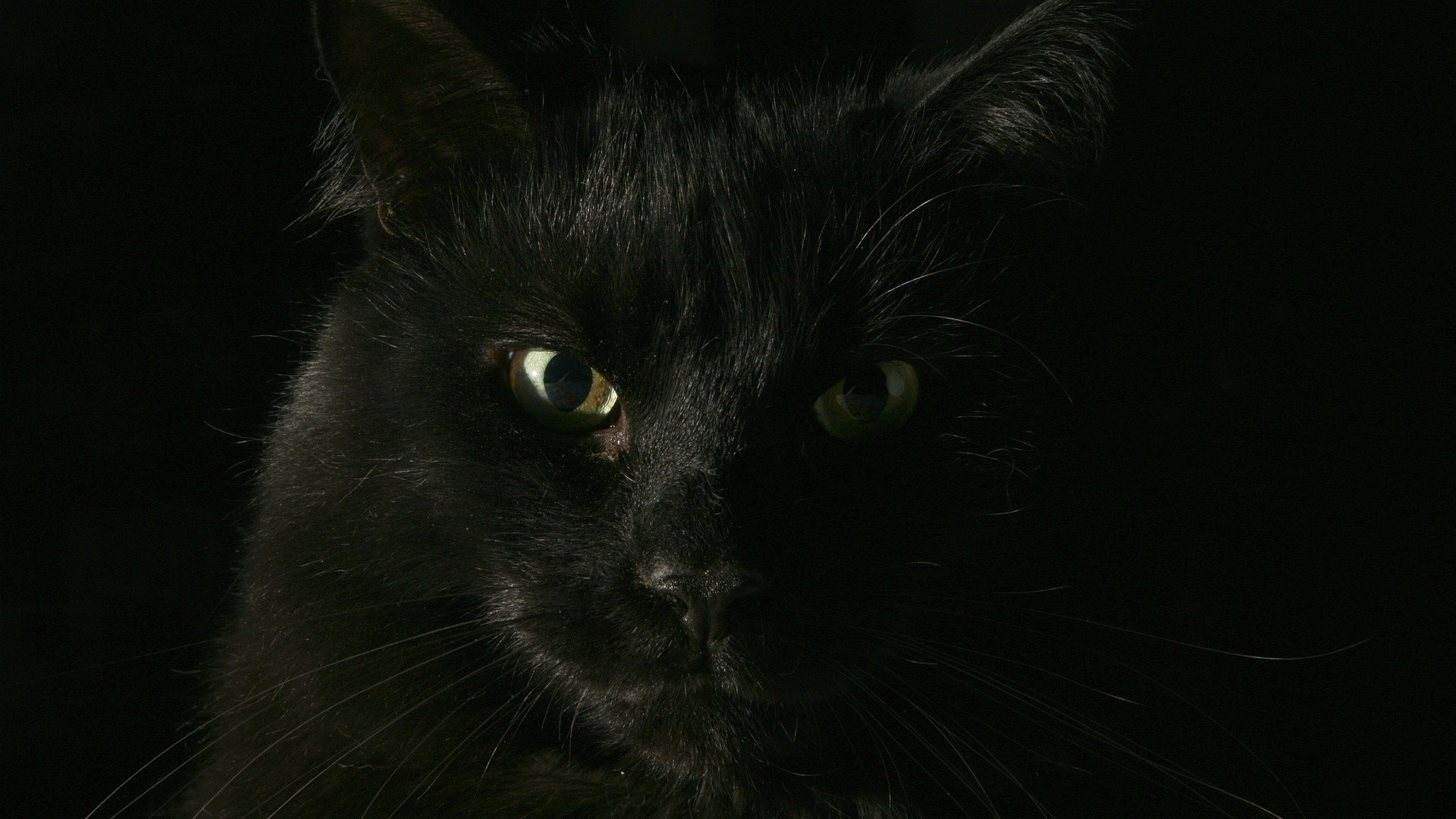 Gatto nero, Occhi verdi, Ritratto animale, Buio, 16:9 Full HD, sfondo widescreen