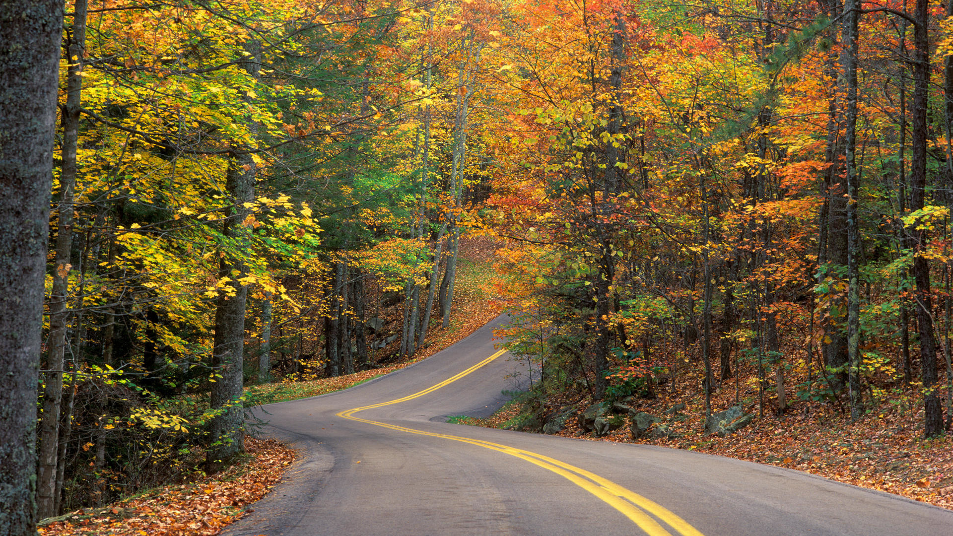 Strada nel bosco, Foglie autunnali, Autunno, Curve, Full HD, sfondo per PC