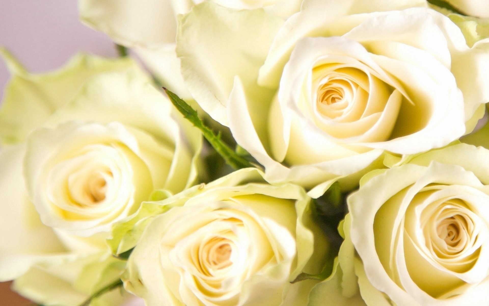 Rose bianche, Rose color crema, Mazzo, Petali, 1920x1200, sfondo MacBook Pro