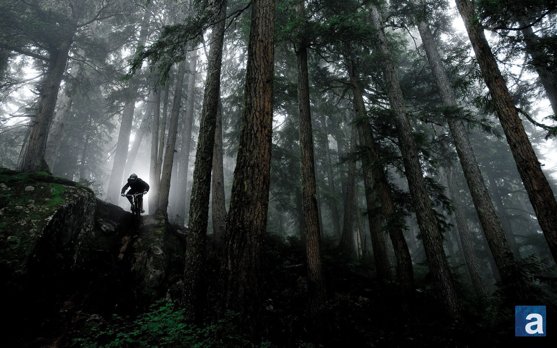 Mountain bike, Bosco, Nebbia, Alberi alti, Full HD, wallpaper desktop