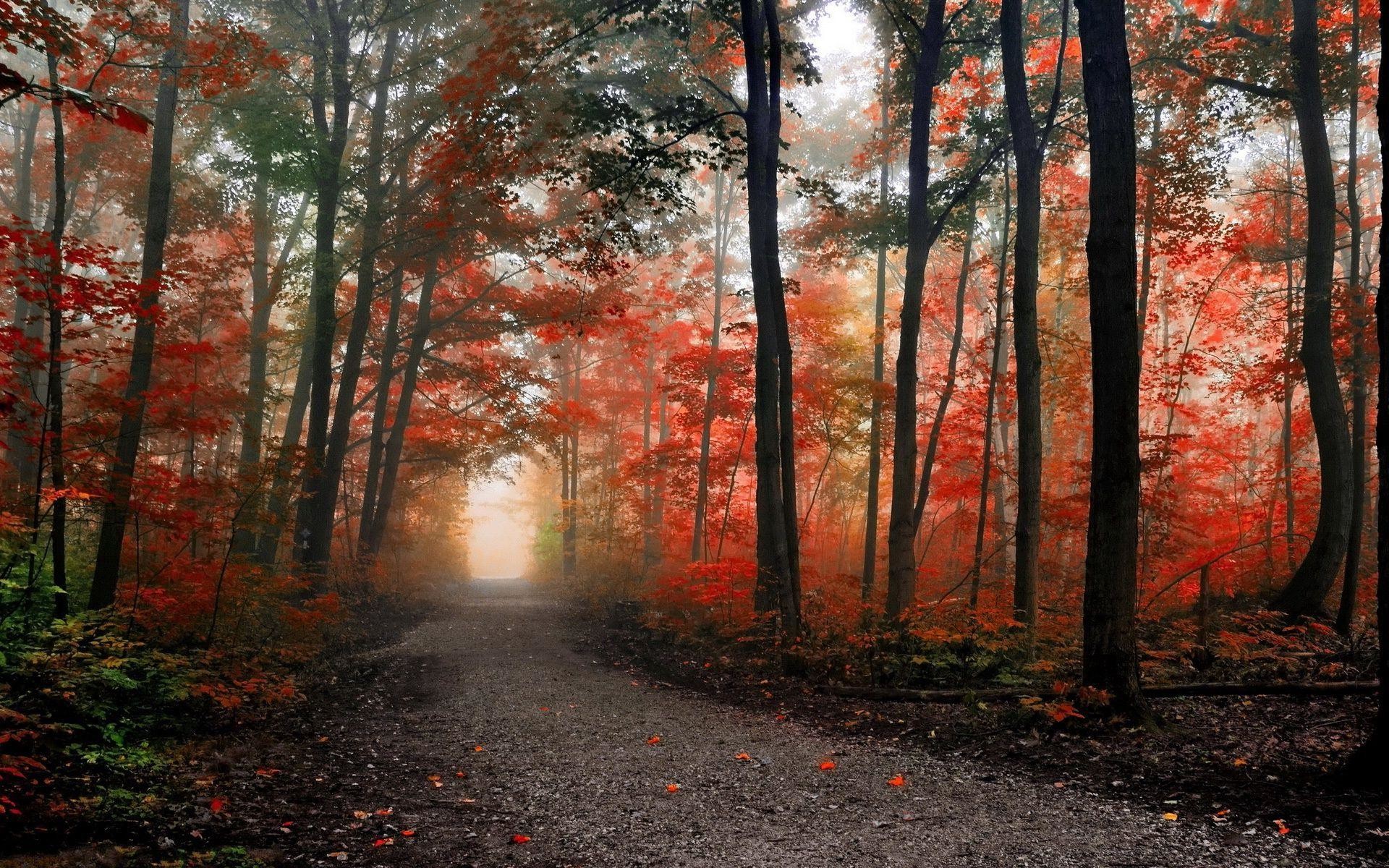 Bosco, Sentiero, Nebbia, Foglie rosse, 1920x1200, sfondo MacBook Pro