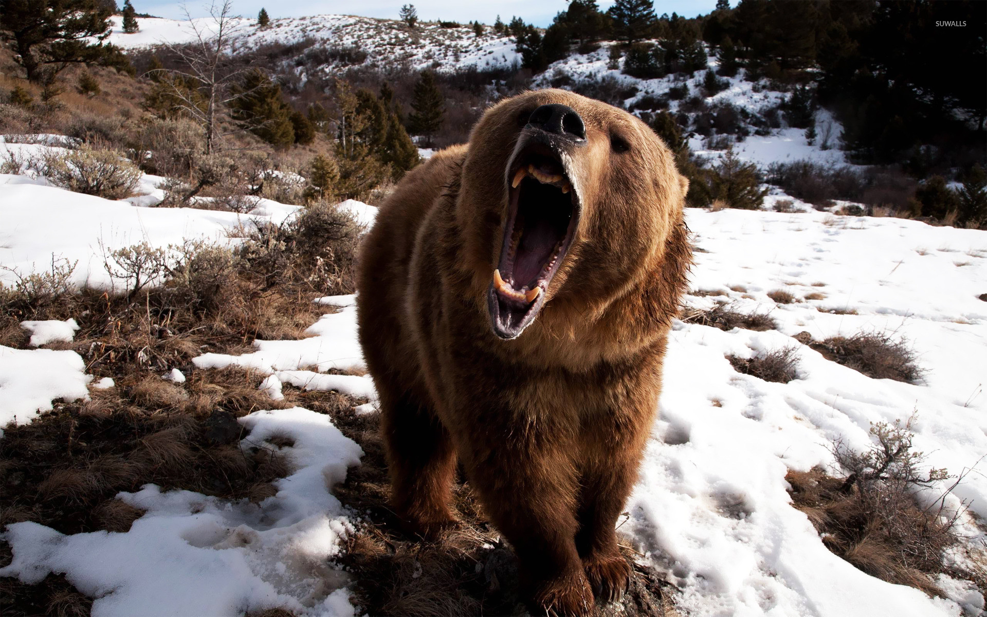 Grizzly, Ruggito, Neve, Bocca aperta, 1920x1200, immagine di sfondo