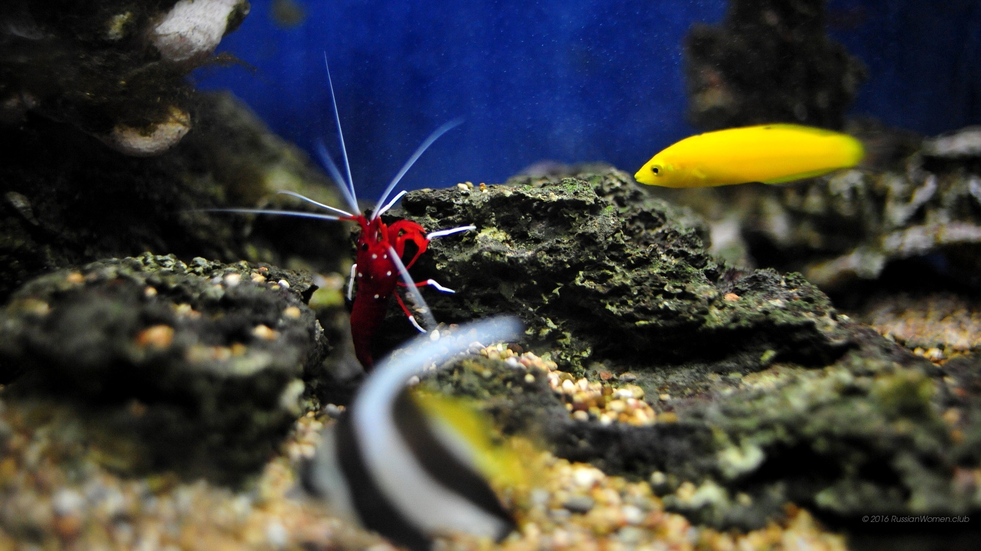 Gambero, Acquario, Pesci, Sott'acqua, Full HD, sfondo per il tuo desktop
