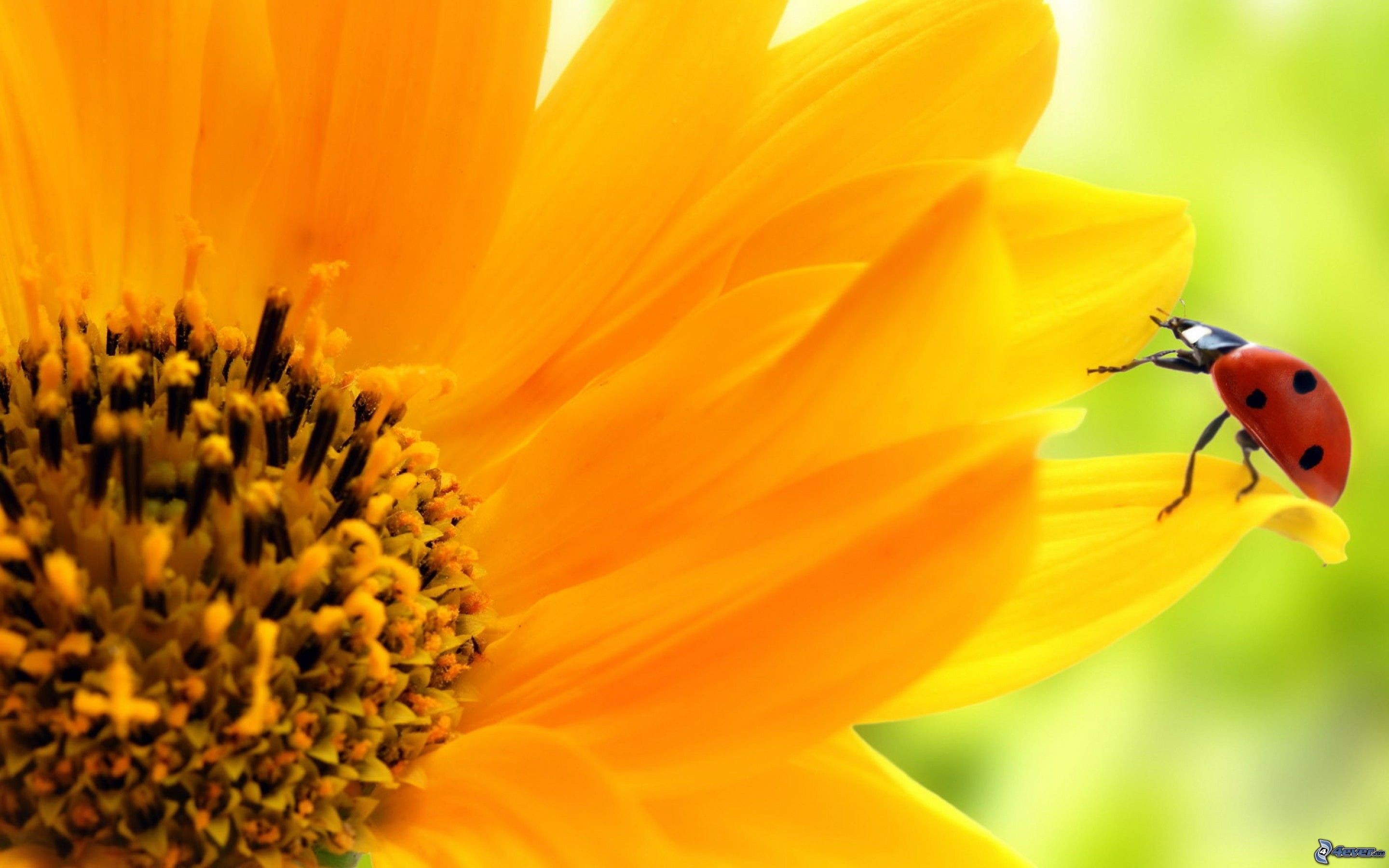 Girasole, Coccinella, Macro, Petali gialli, 2880x1800, sfondo per PC