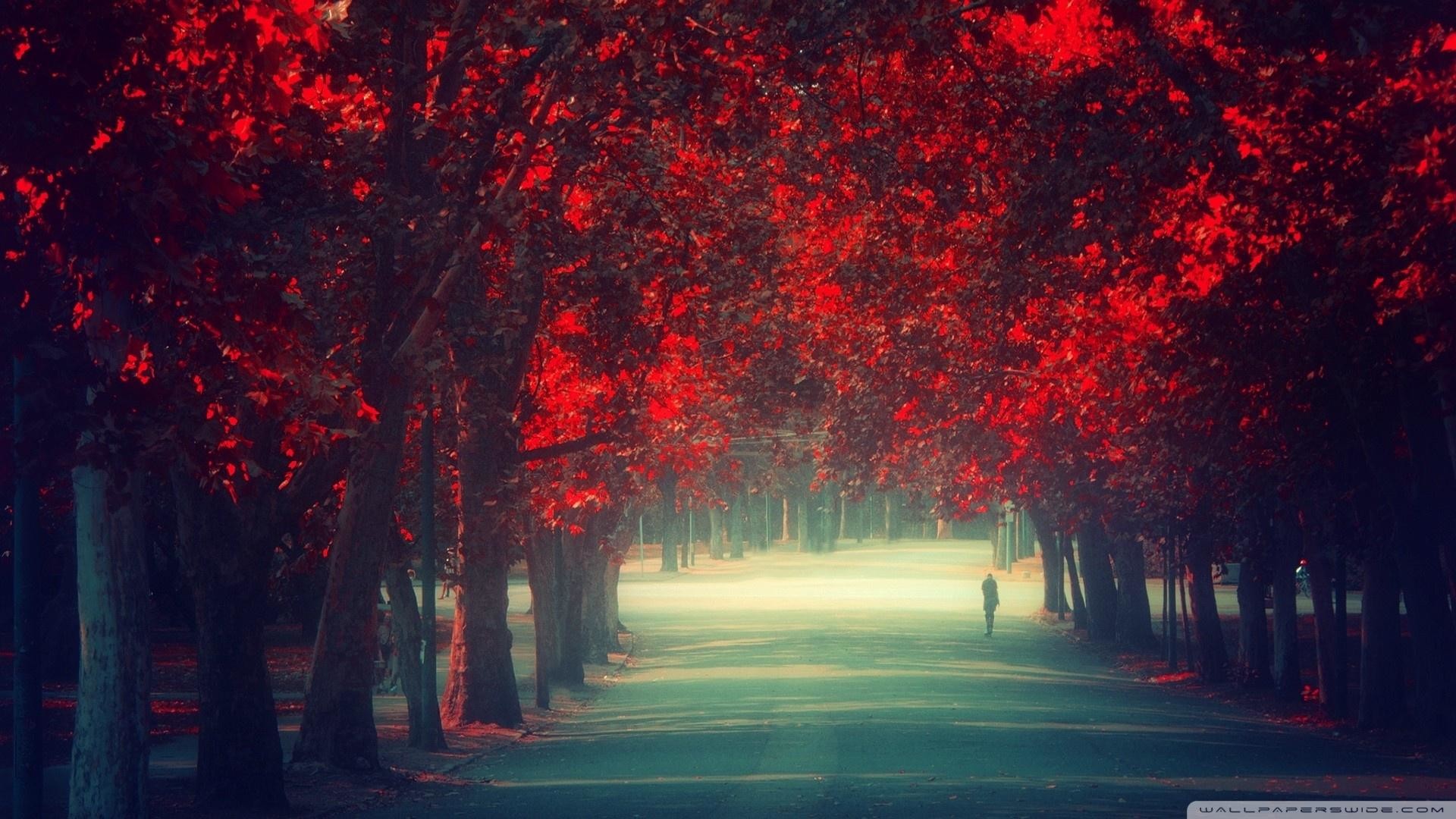 Viale alberato, Foglie rosse, Autunno, Strada, Full HD, sfondo per PC
