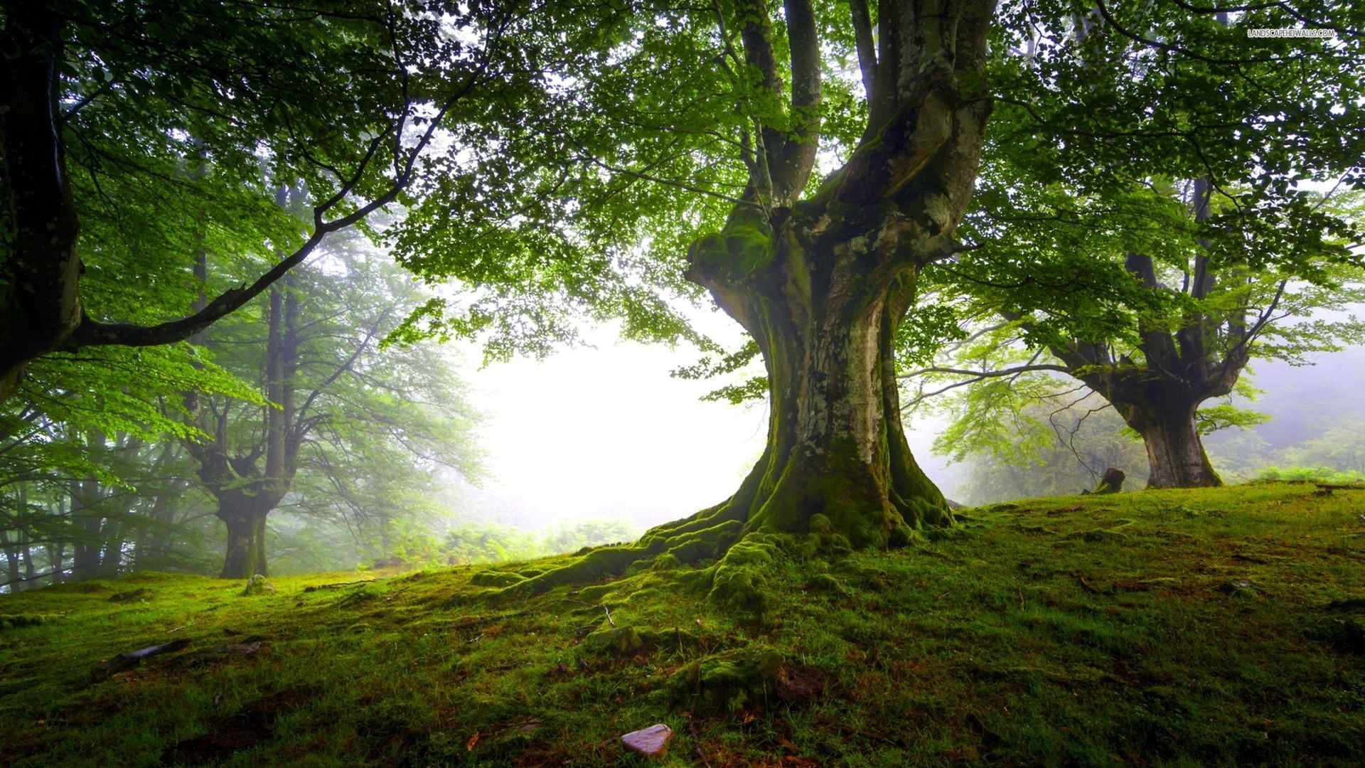 Faggio, Bosco, Muschio, Nebbia, Verde, 16:9 Full HD, wallpaper widescreen